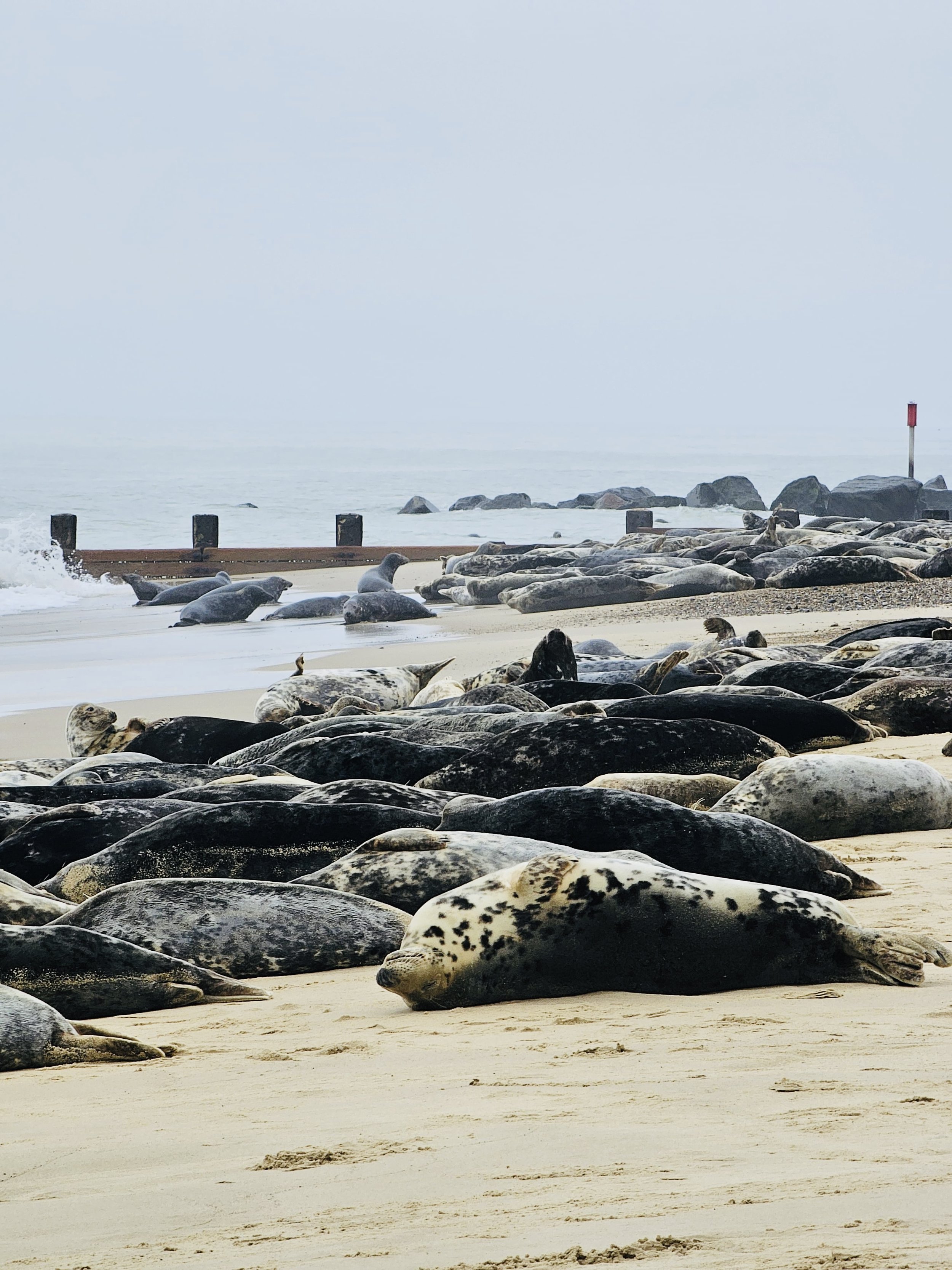 Seals resting on Horsey beach on the North Norfolk coast, near ocean waves, during the winter, during seal pupping season.