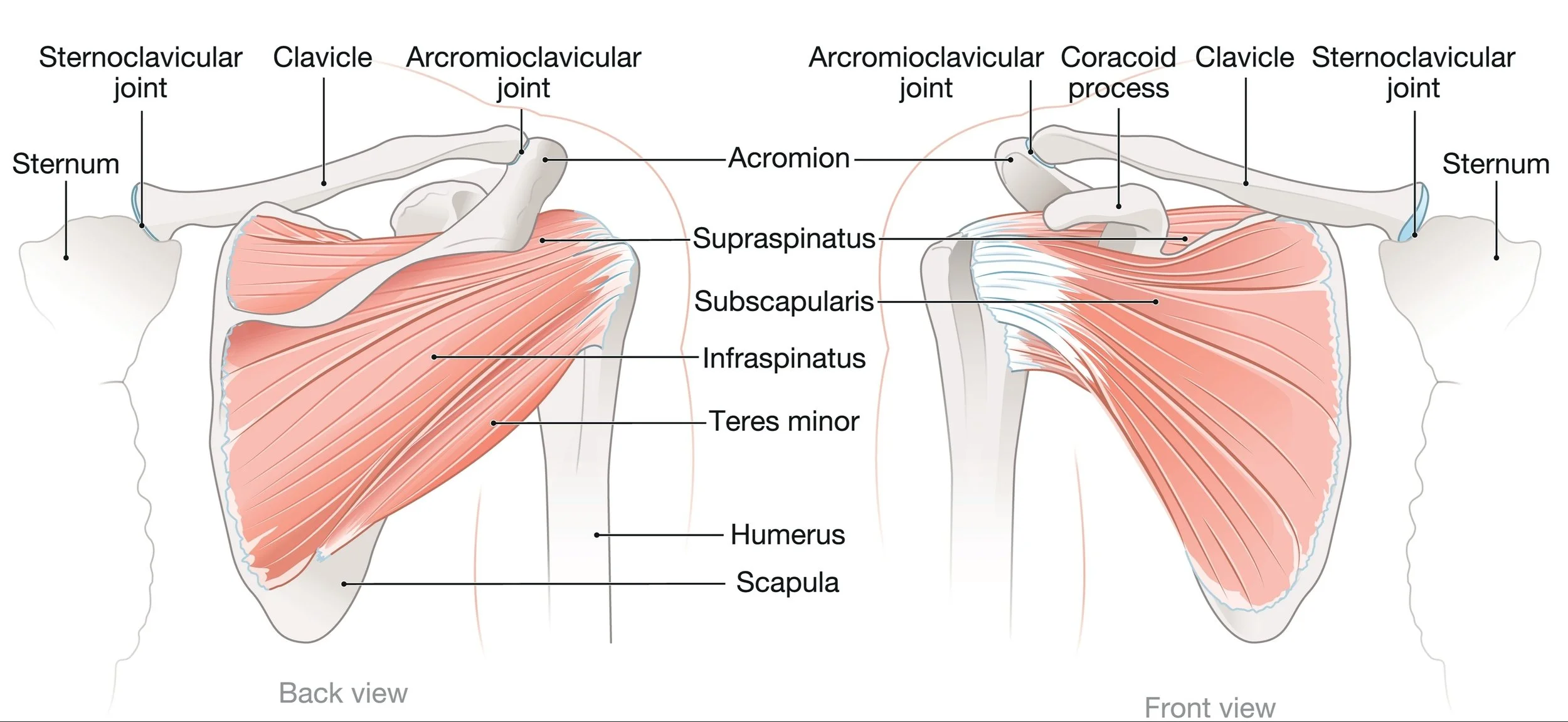 Diagram of shoulder muscles and joints showing back and front views with labeled parts including clavicle, scapula, humerus, acromion, supraspinatus, subscapularis, infraspinatus, teres minor. - Dr. Kevin Wall, Richmond, VA
