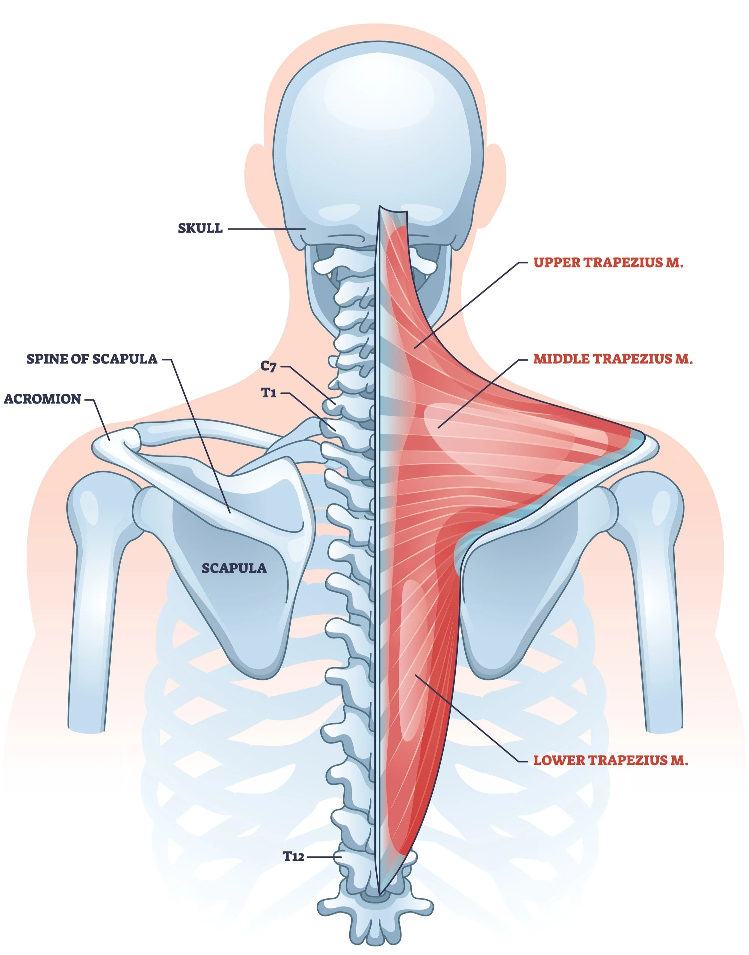An anatomical illustration of the human upper body showing the skeletal structure, including the skull, spine, and scapula, alongside the muscles of the back, specifically the upper, middle, and lower trapezius muscles. - Dr. Kevin Wall, Richmond, VA