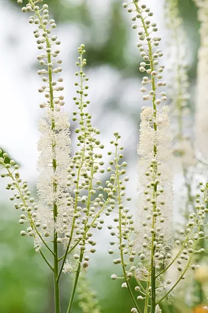 Cimicifuga racemosa                          Angst, stress en innerlijke onrust in de overgang — een homeopathisch portret