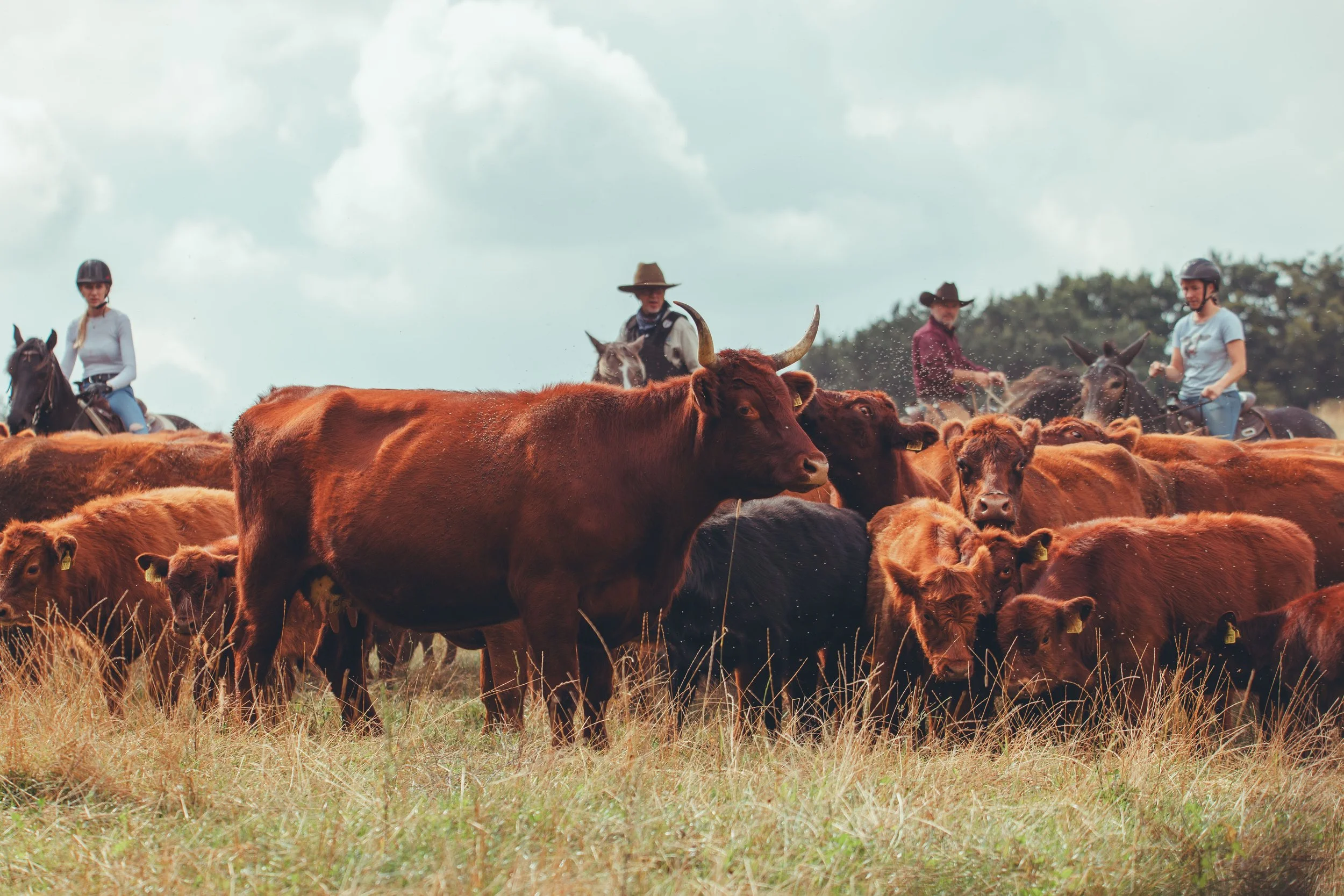 Breeder’s Pride Ranch