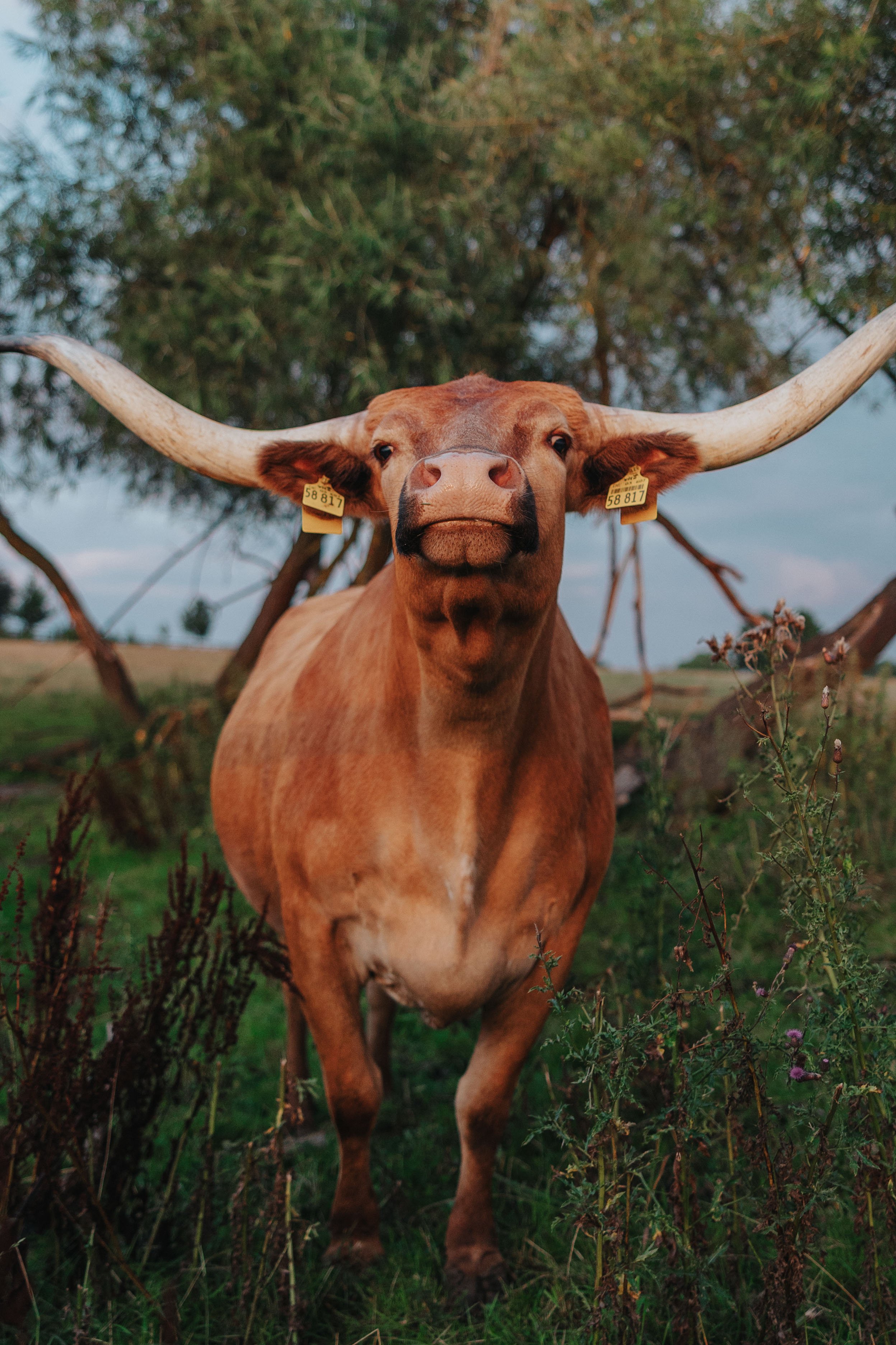 250724__MG_0653_landhof-sunset-longhorns.jpg