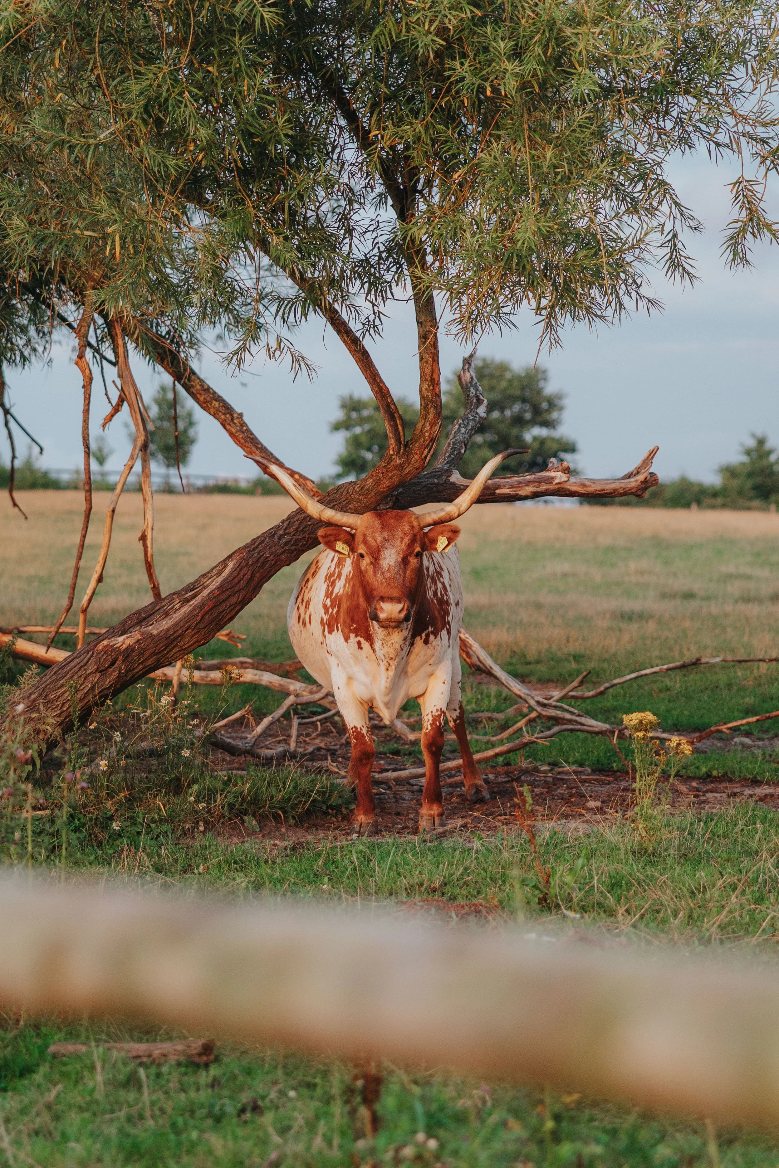 250724__MG_0589_landhof-sunset-longhorns.jpg