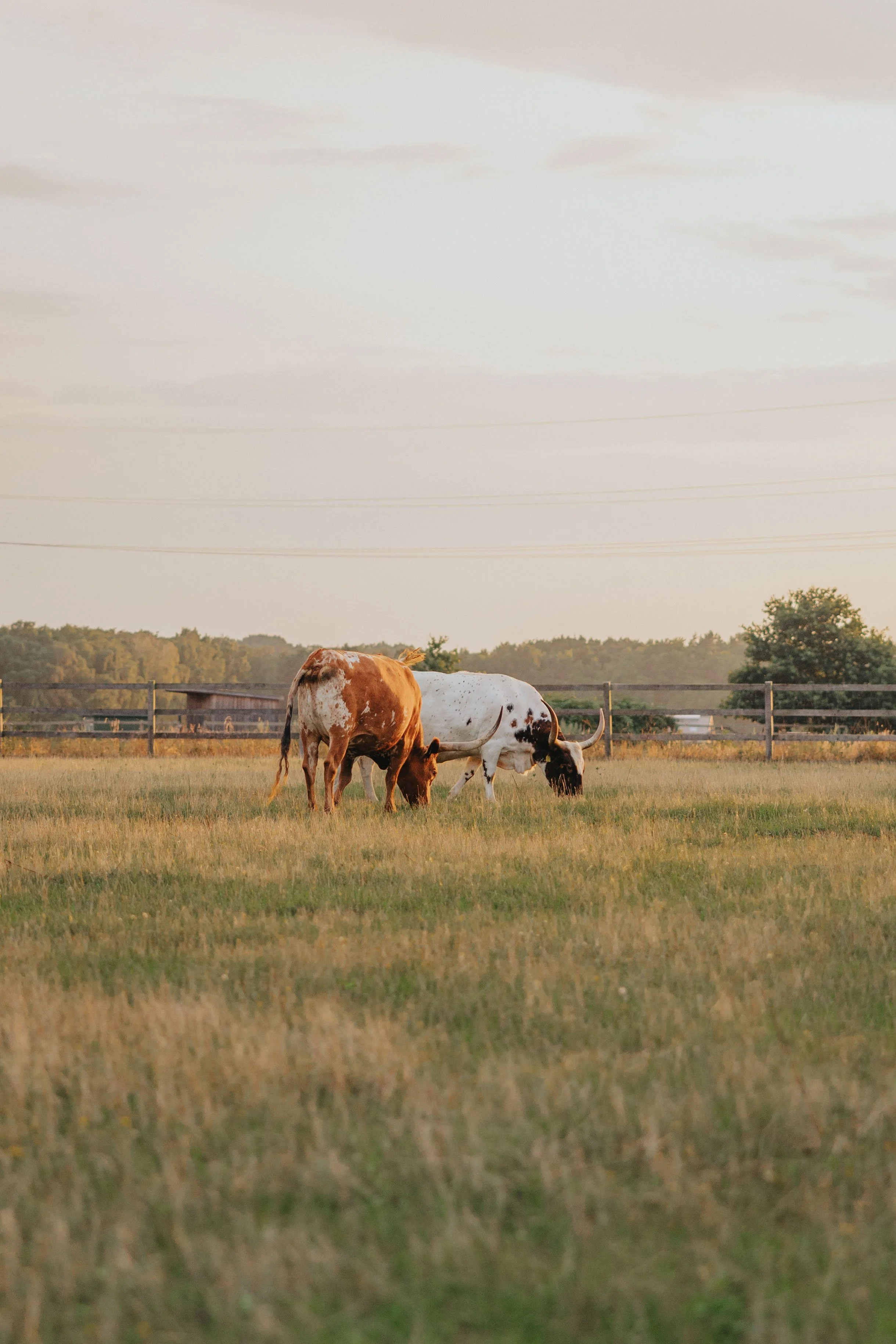 250724__MG_0430_landhof-sunset-longhorns.jpg