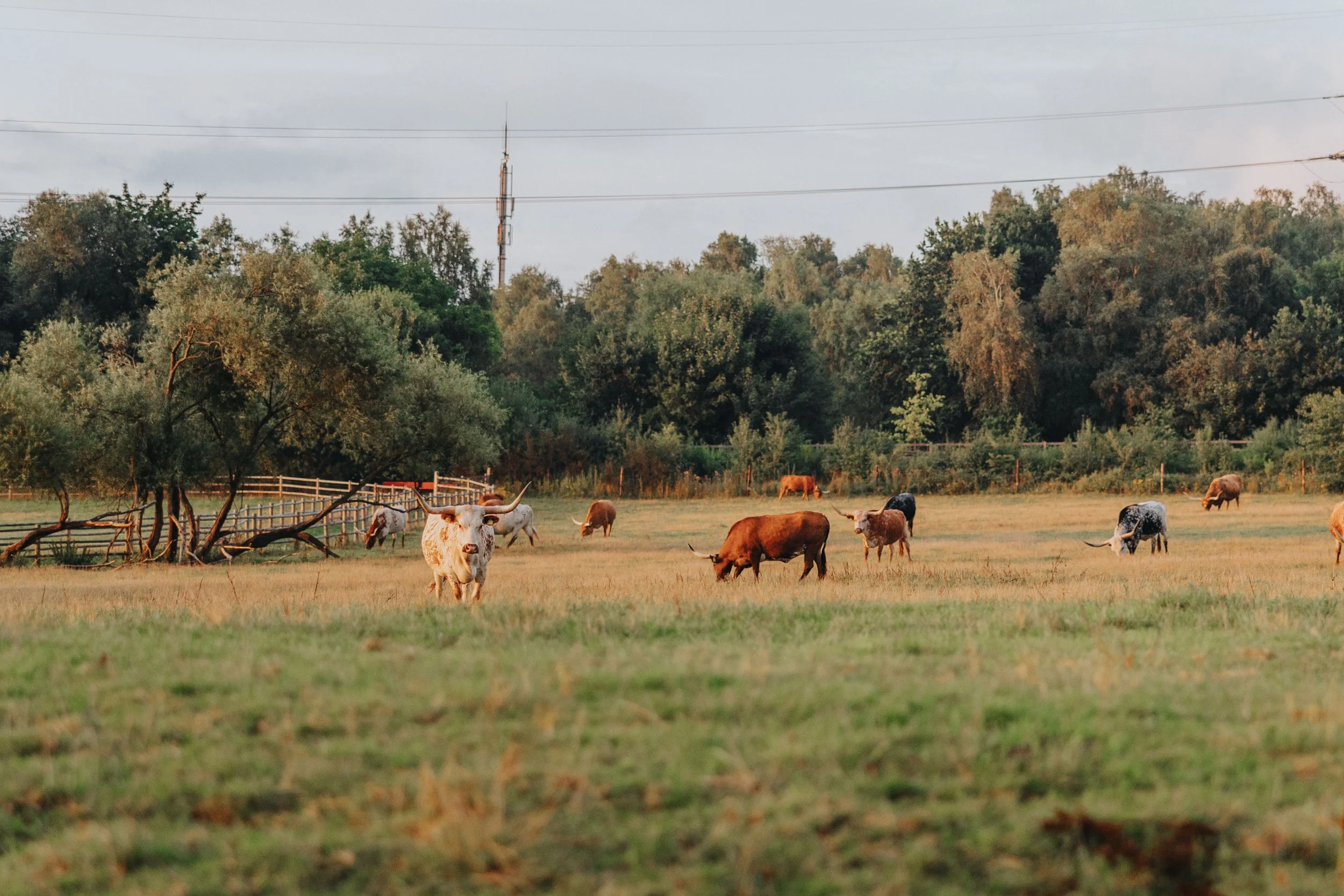 250724__MG_0535_landhof-sunset-longhorns.jpg