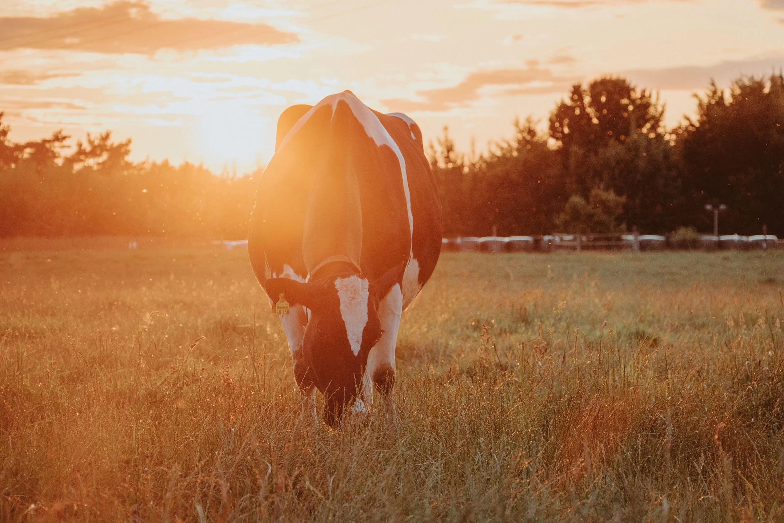 250714__MG_0870_landhof-sunset-kuehe.jpg