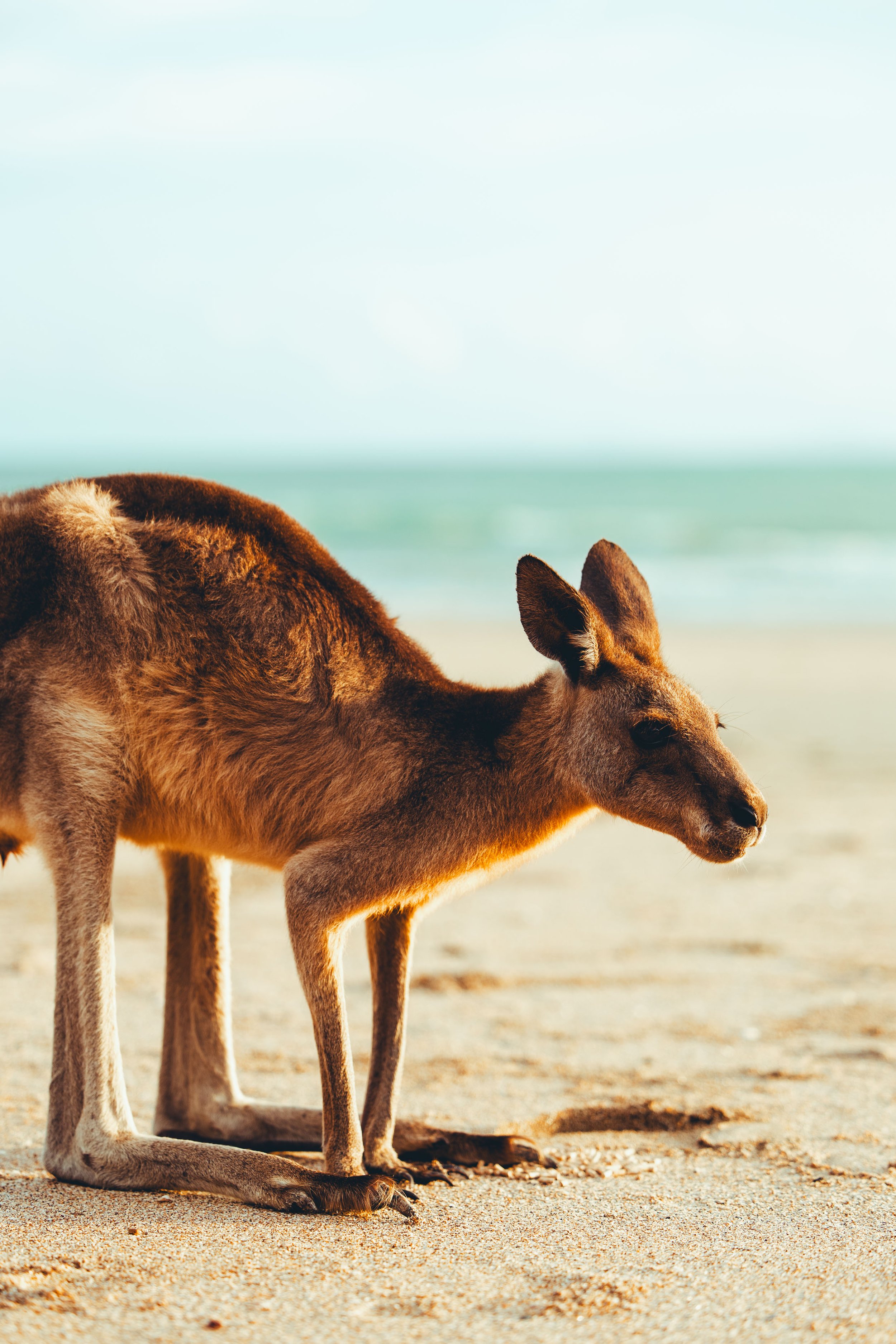 Tag 114: Cape Hillsborough