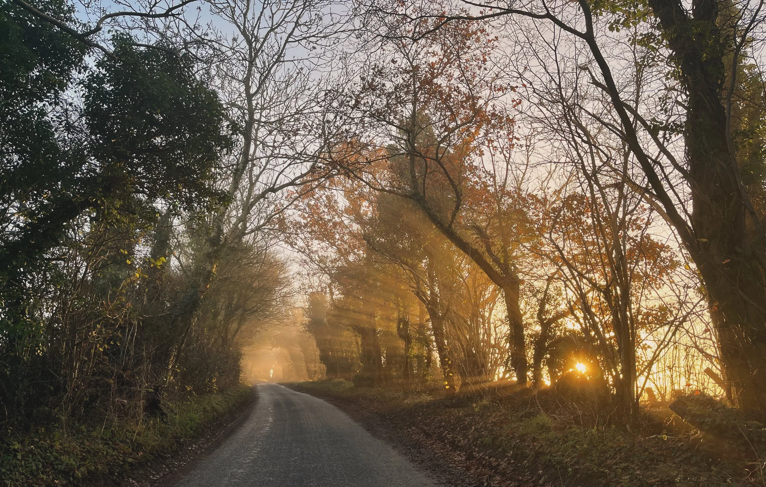 A rural dirt road surrounded by trees with fall foliage, sunlight beams through the branches, and a warm glow at sunset.