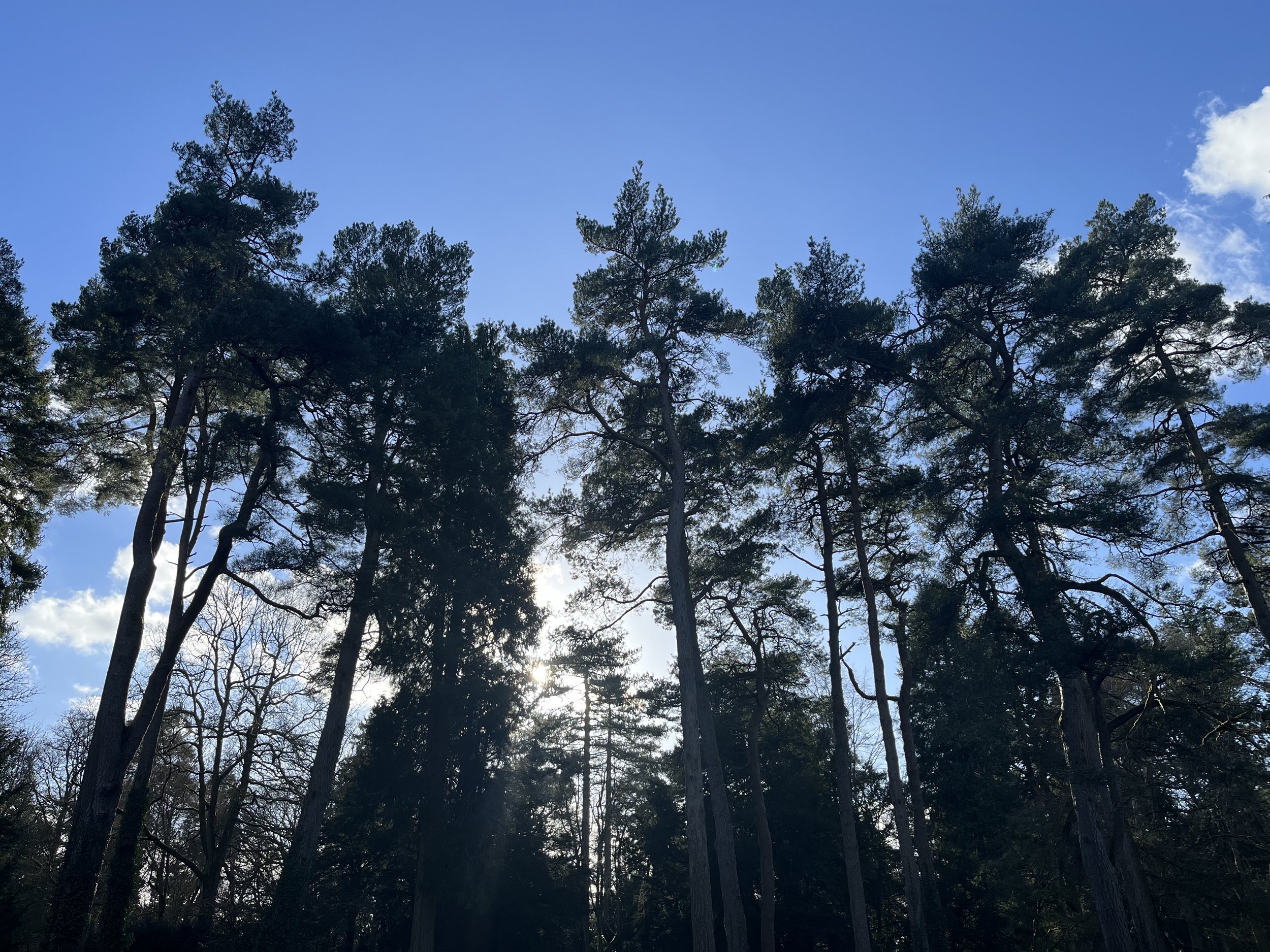 Tall pine trees in a forest with sunlight shining through the branches against a blue sky with some clouds.