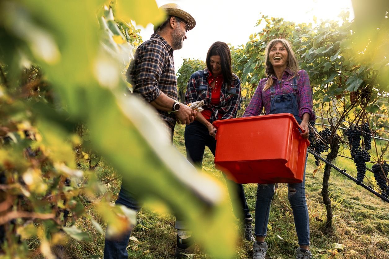 Three people in a vineyard harvesting grapes, one woman with a red box, two others smiling.
