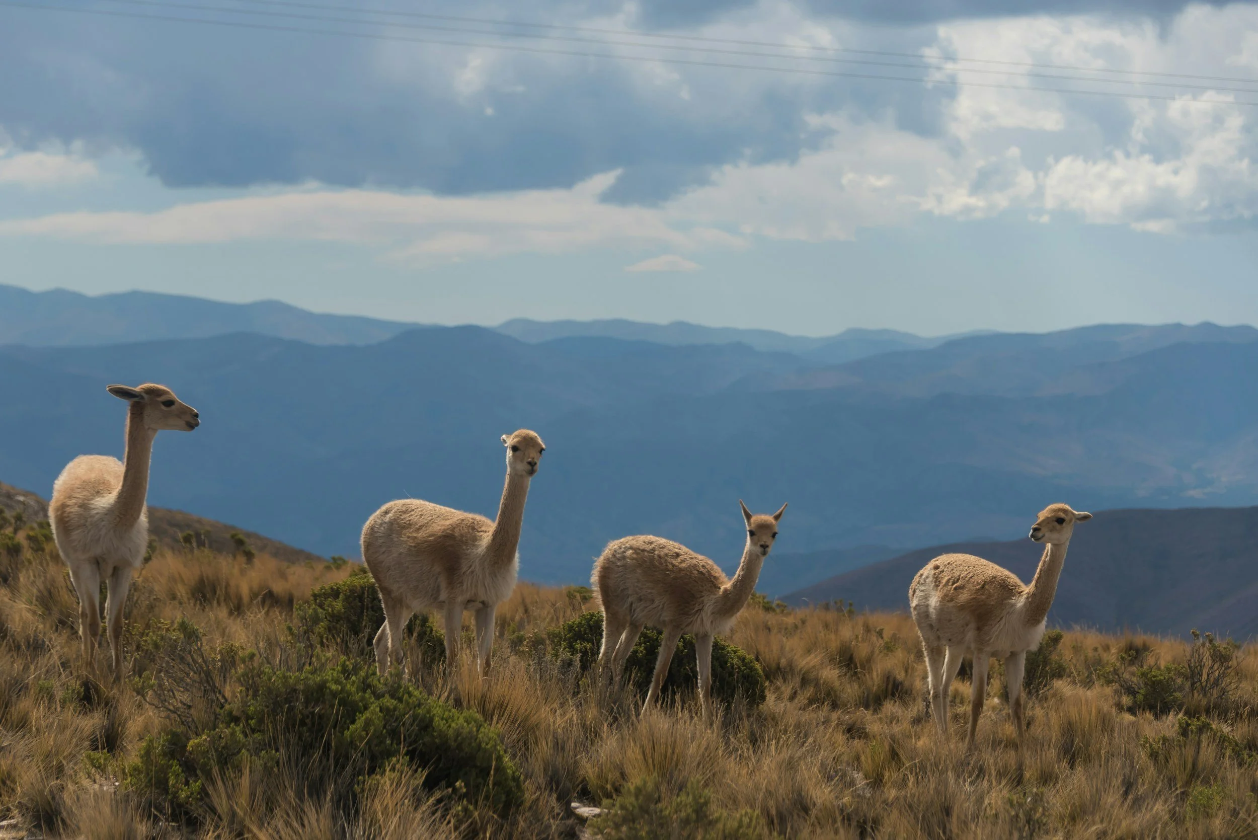 Four llamas standing on grassy terrain with mountains in the background under cloudy sky.