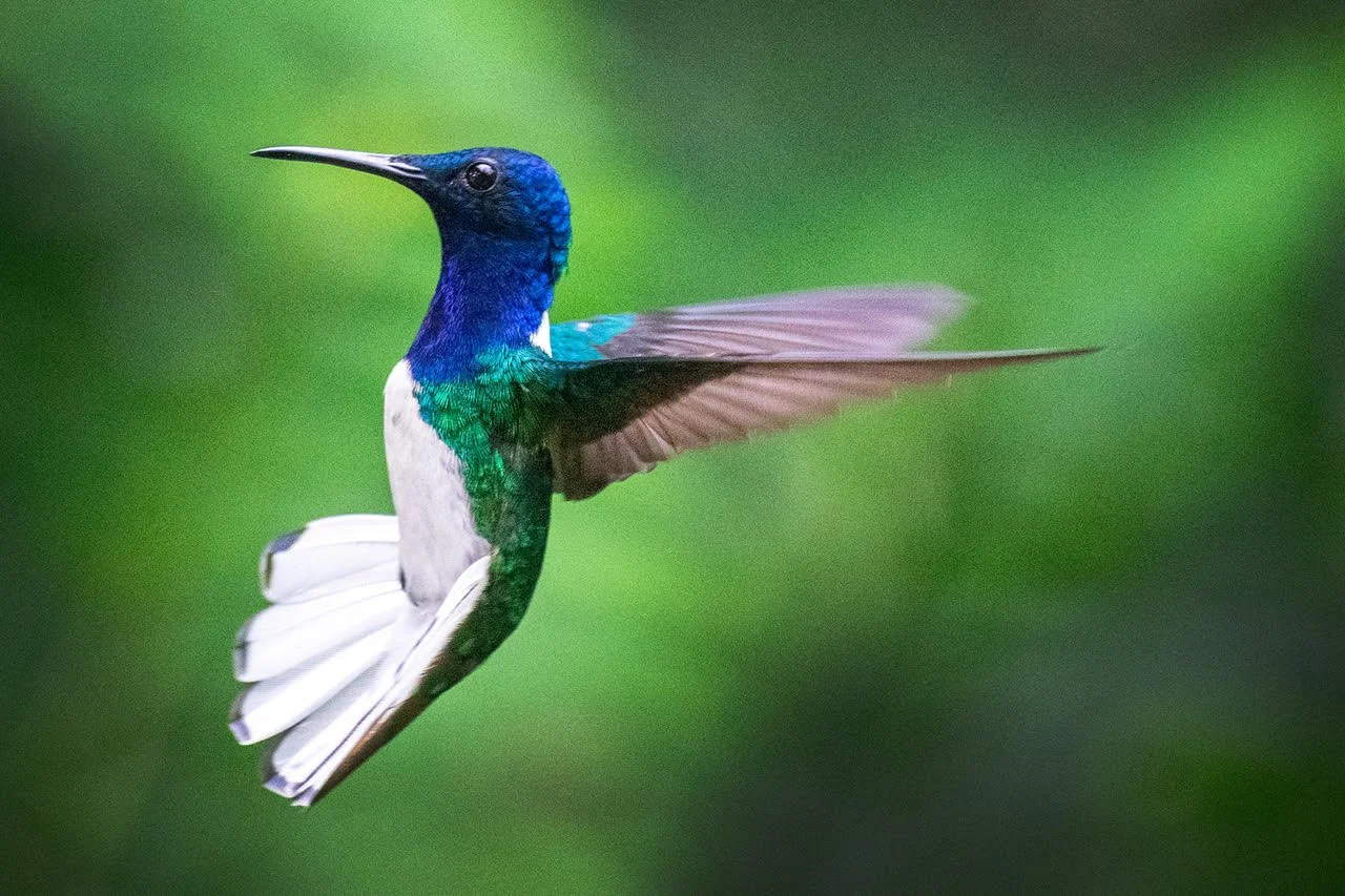 Birding in Panama