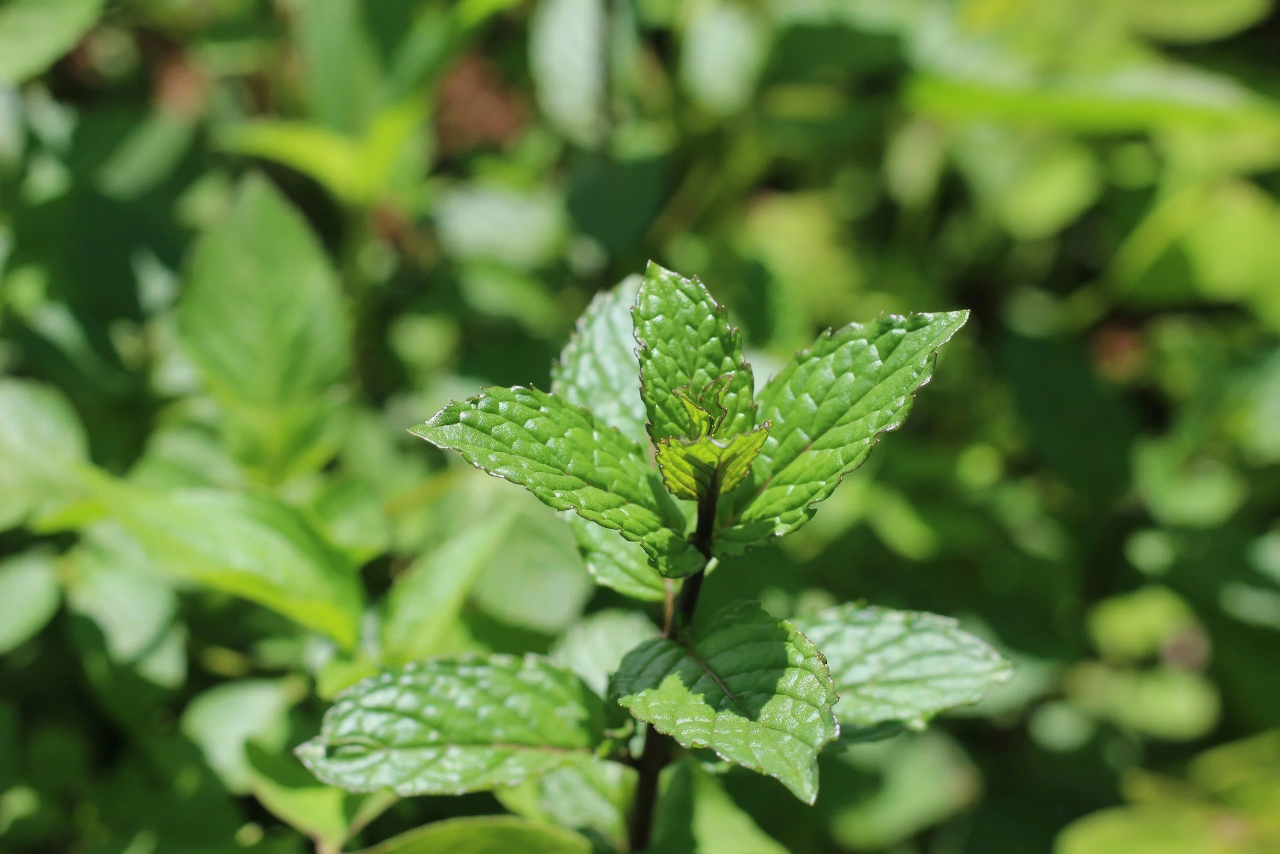 Close-up of green mint leaves in natural sunlight.