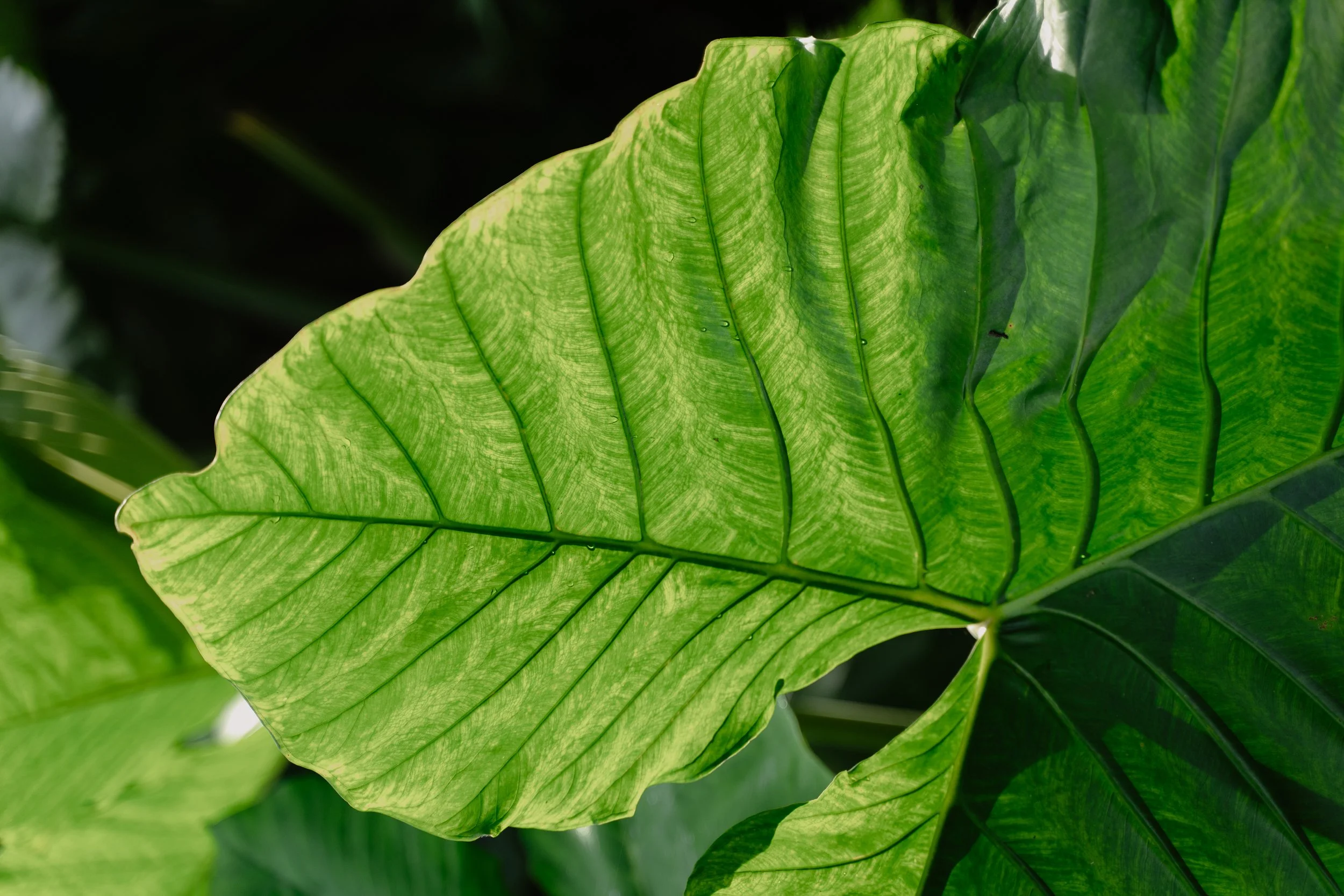 Pedesaan_Sweatbar-23 (1).jpg