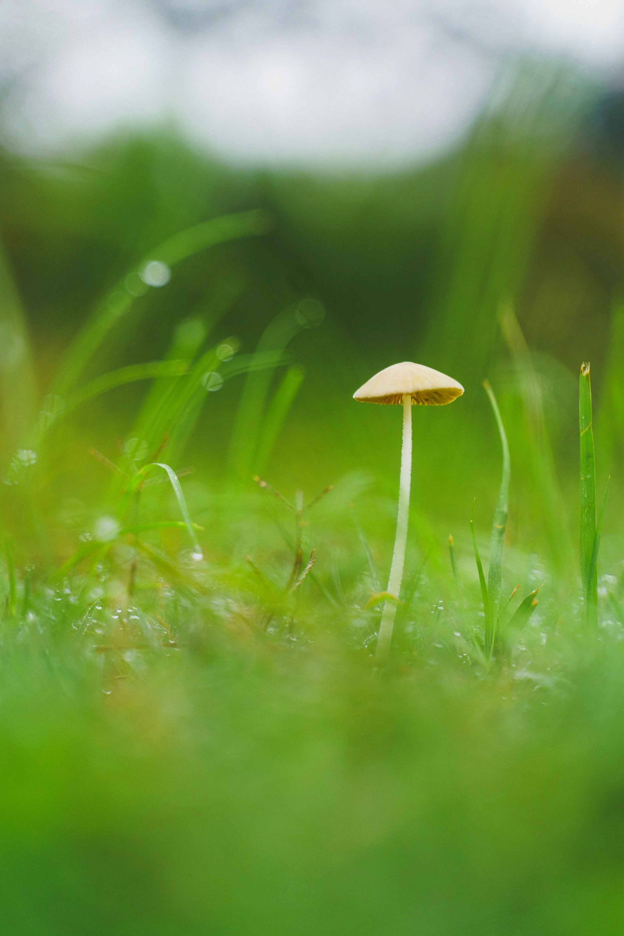 Pedesaan Farm-207 (1).jpg