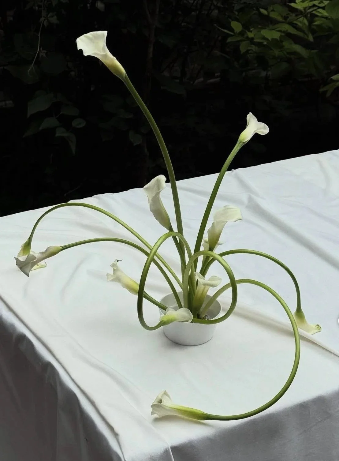 calla-lilis.jpg