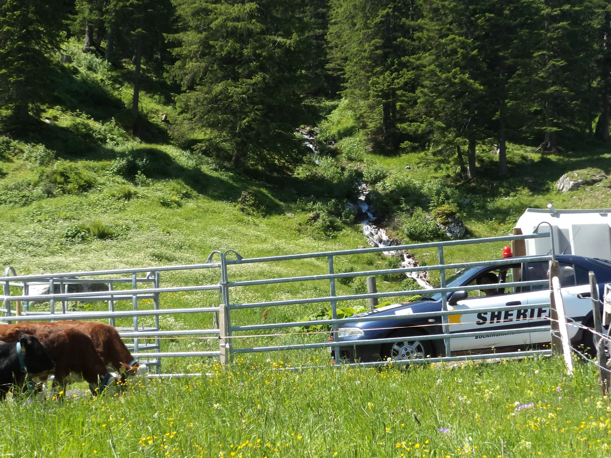 A rural scene with cows grazing in a grassy field, a sheriff's vehicle parked behind a metal fence, and a small stream flowing through a forested hillside in the background.