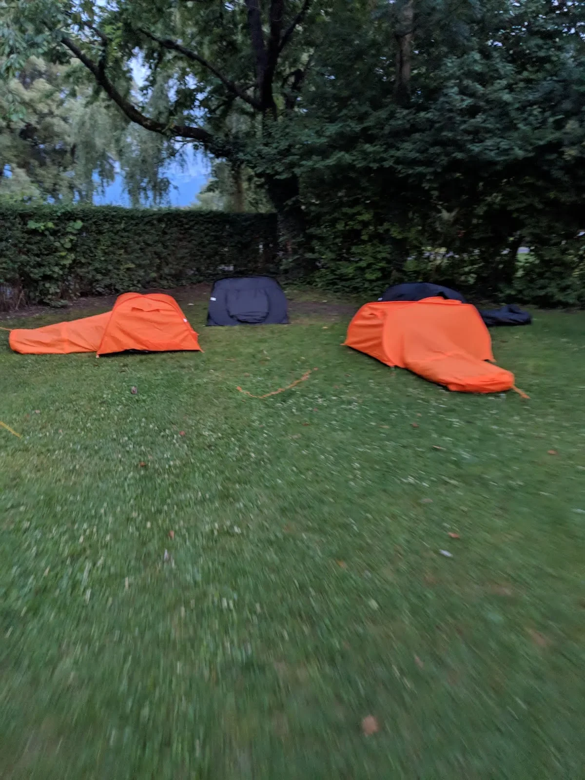 Two orange tents and two black tents on a grassy area near bushes and trees, with open skies above.