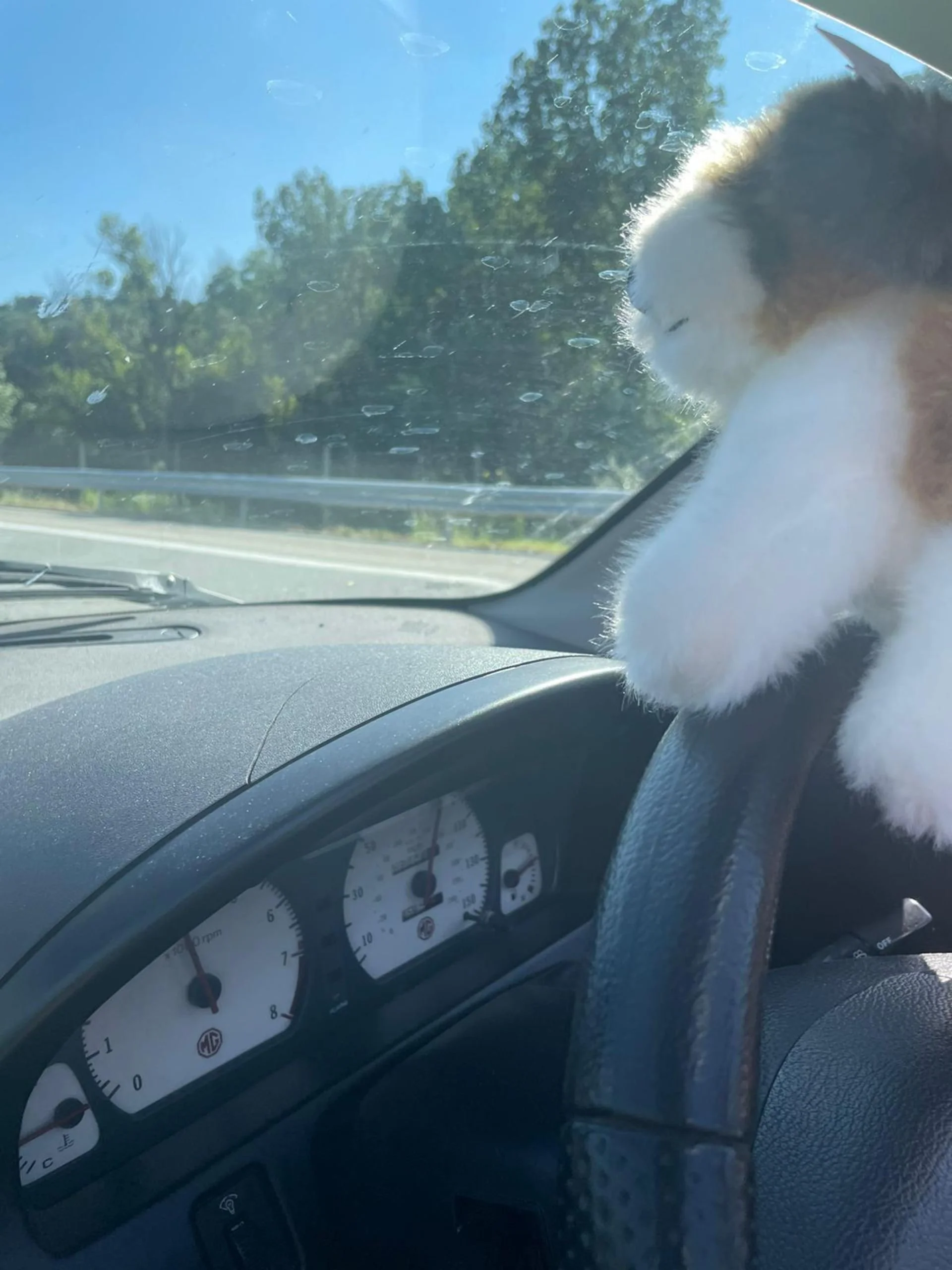 Calico kitten with closed eyes sitting on the steering wheel of a car, viewed through the windshield with trees and blue sky outside.