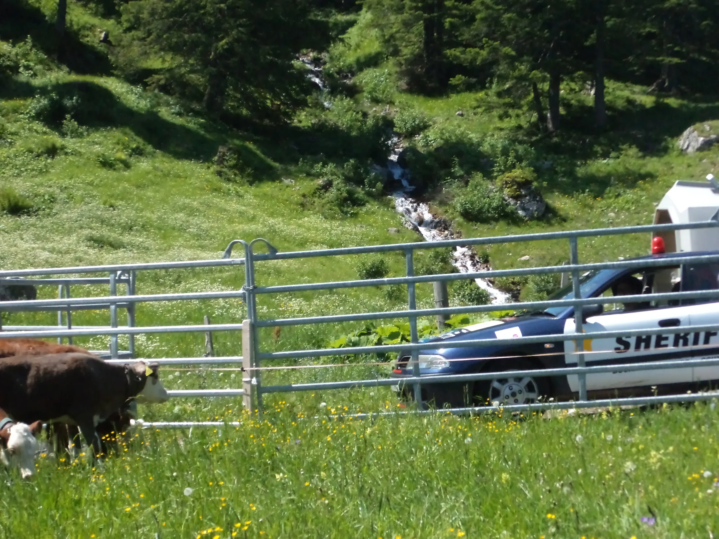 A sheriff's vehicle parked behind a metal fence on a grassy hillside with cows grazing nearby and a small stream flowing down a valley in the background.