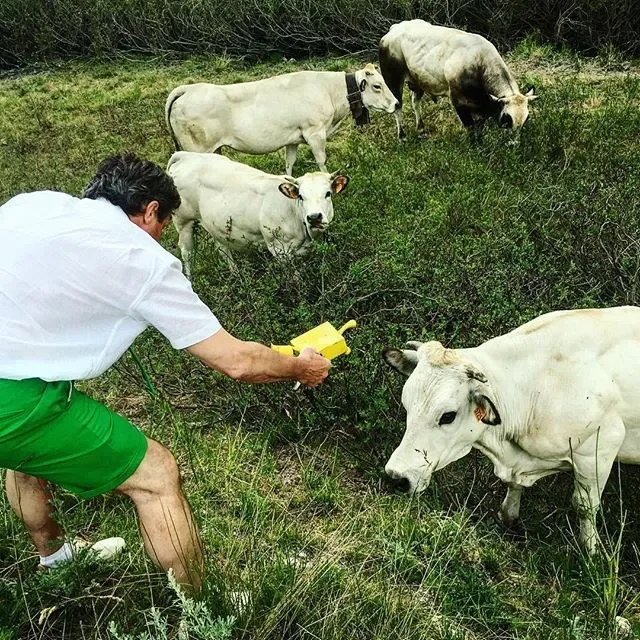 A man in a white shirt and green shorts using a yellow tool on aquatic plants with cows grazing nearby in a grassy field.