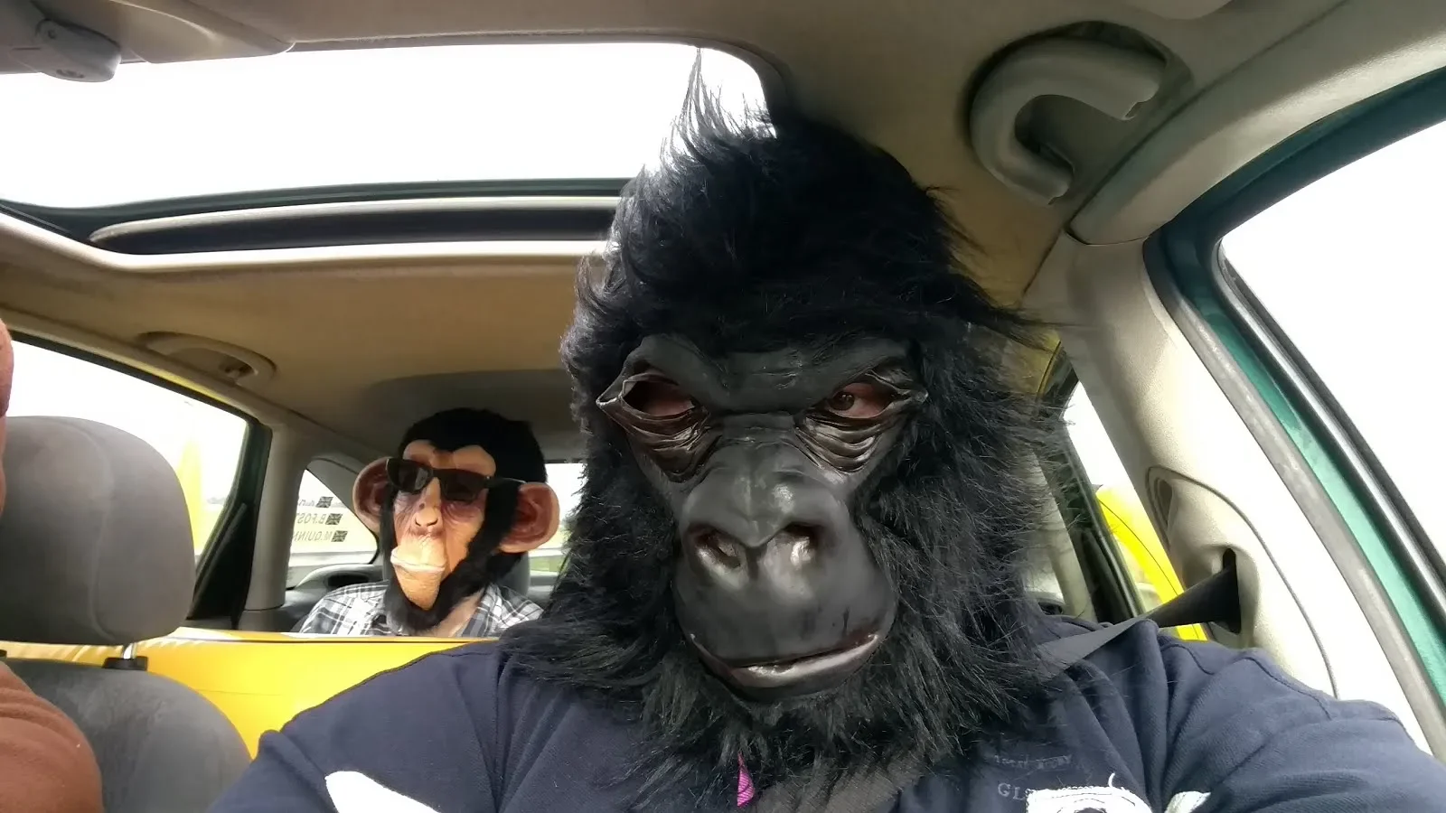 Two individuals wearing gorilla masks, sitting inside a vehicle; the person in front is closer to the camera, and wearing a realistic gorilla mask, while the person in the back is wearing a smaller, cartoonish gorilla mask with sunglasses.