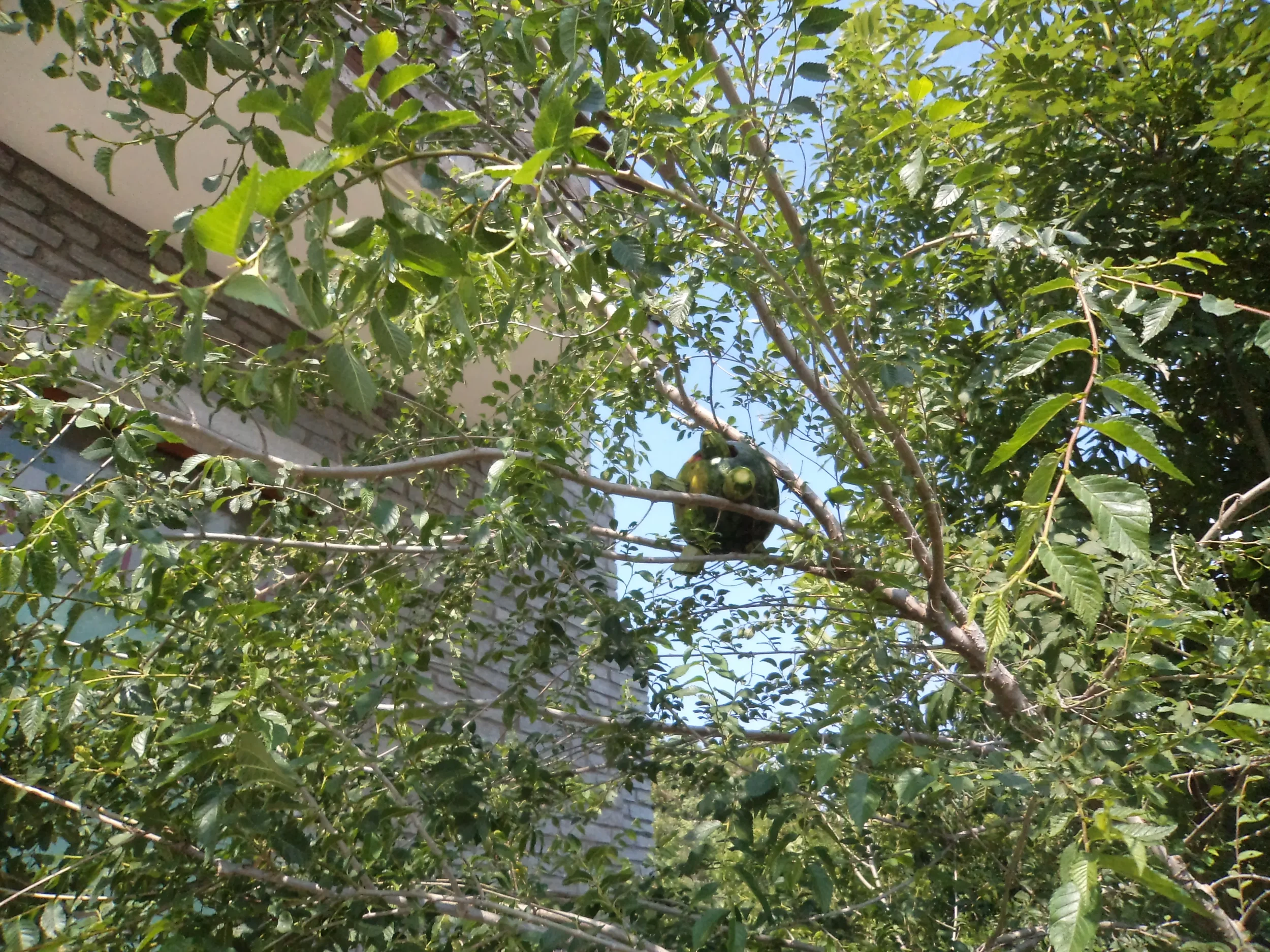 A black bird with a yellow beak perched on a branch inside a dense green tree with a blue sky background.