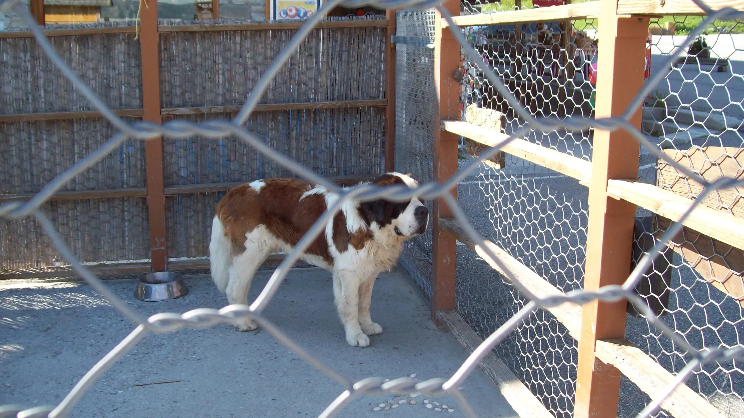 A large Saint Bernard dog with a white and brown coat inside a chain-link fence enclosure, standing near a water bowl on a concrete floor, in a pet shelter or kennel area.
