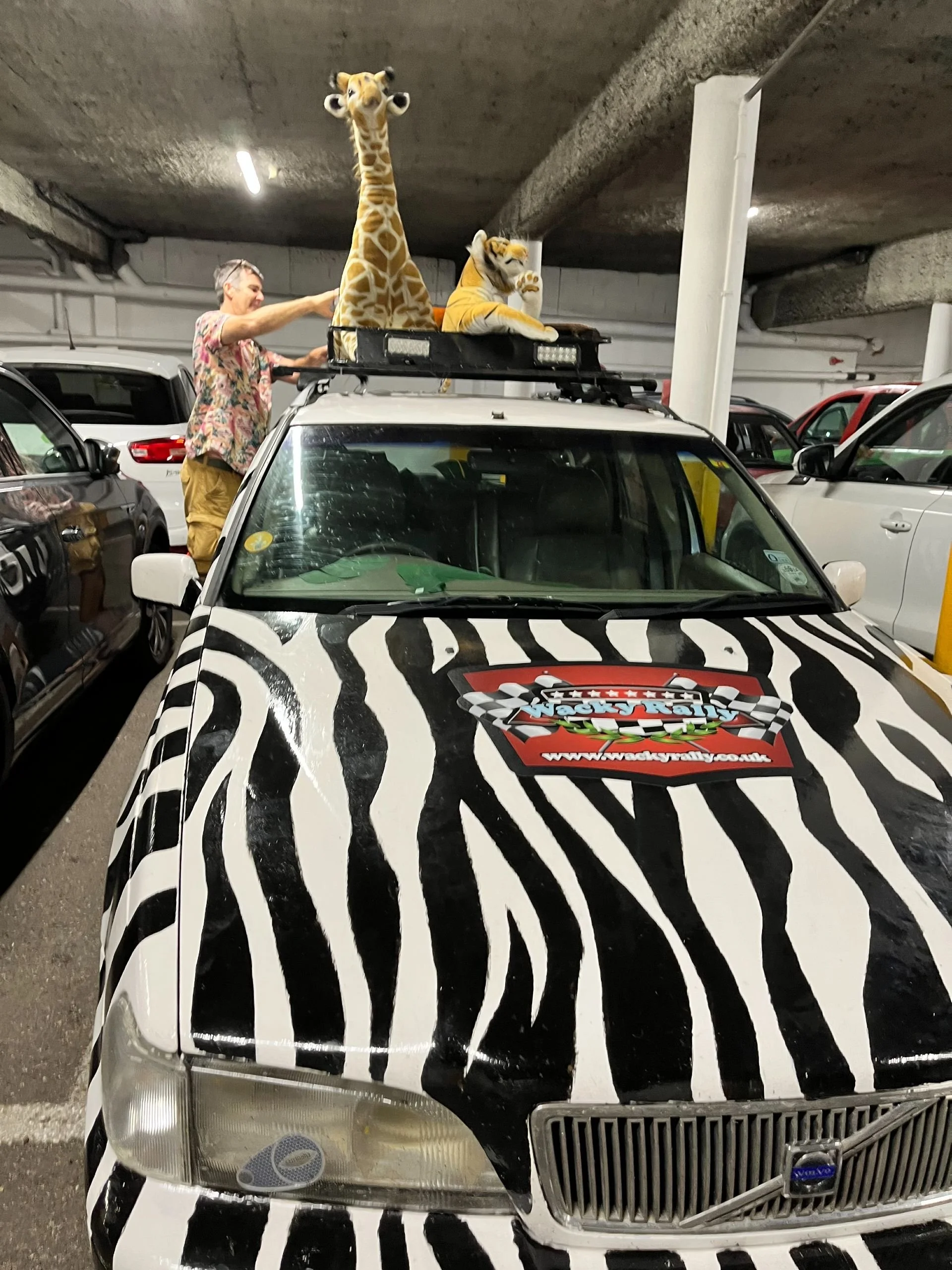 A race car with a zebra stripe pattern on the hood parked in an underground parking garage, with a man in a floral shirt and khaki shorts standing next to it. Two stuffed animals, a giraffe and a tiger, are on the roof of the car.