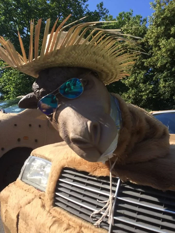 A donkey wearing a straw hat and sunglasses, standing in front of a vehicle.
