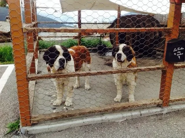 Three dogs behind a wire fence, with a brown and black cow in the background.