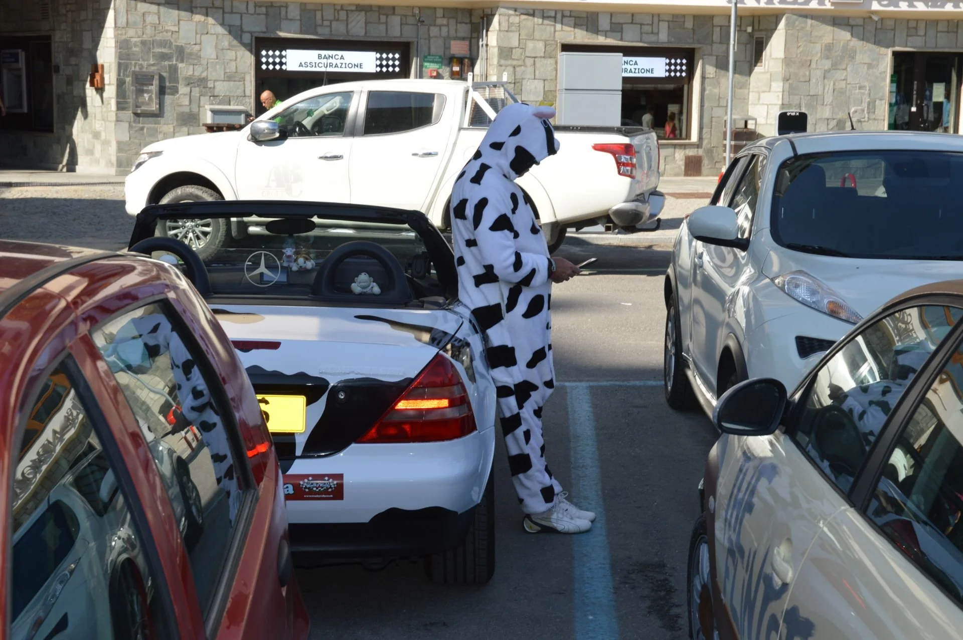 Person dressed in a cow costume standing between parked cars, looking at a smartphone. Car with cow-themed decorations behind them.