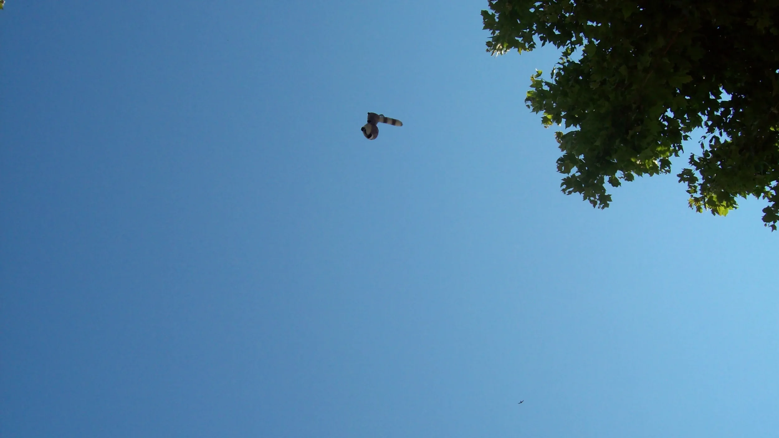 A clear blue sky with a bird flying and a doll hanging from a tree branch on the right side.
