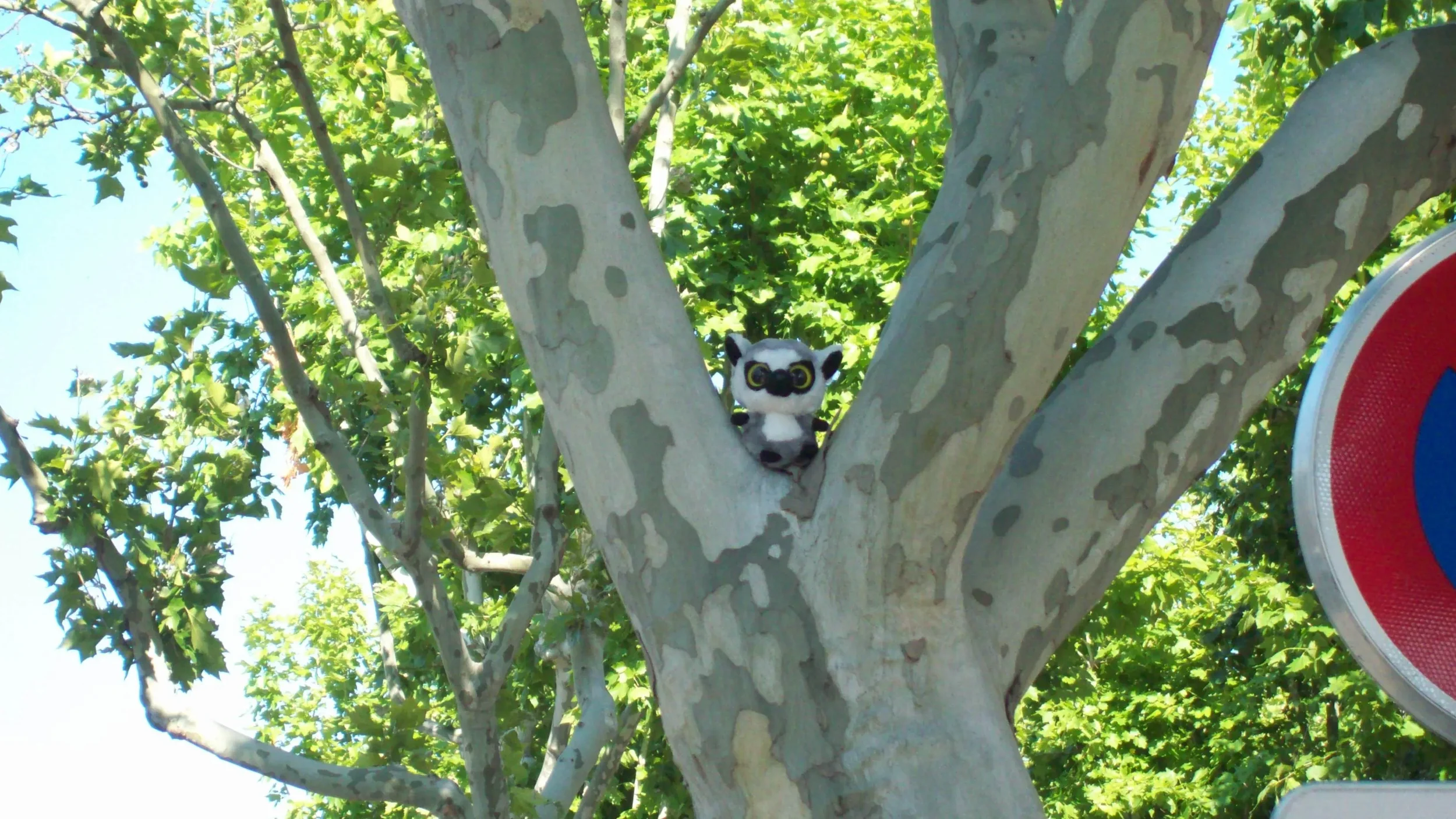 A plush stuffed animal of a black and white raccoon sitting in the fork of a tree with green leaves and bright sunlight.