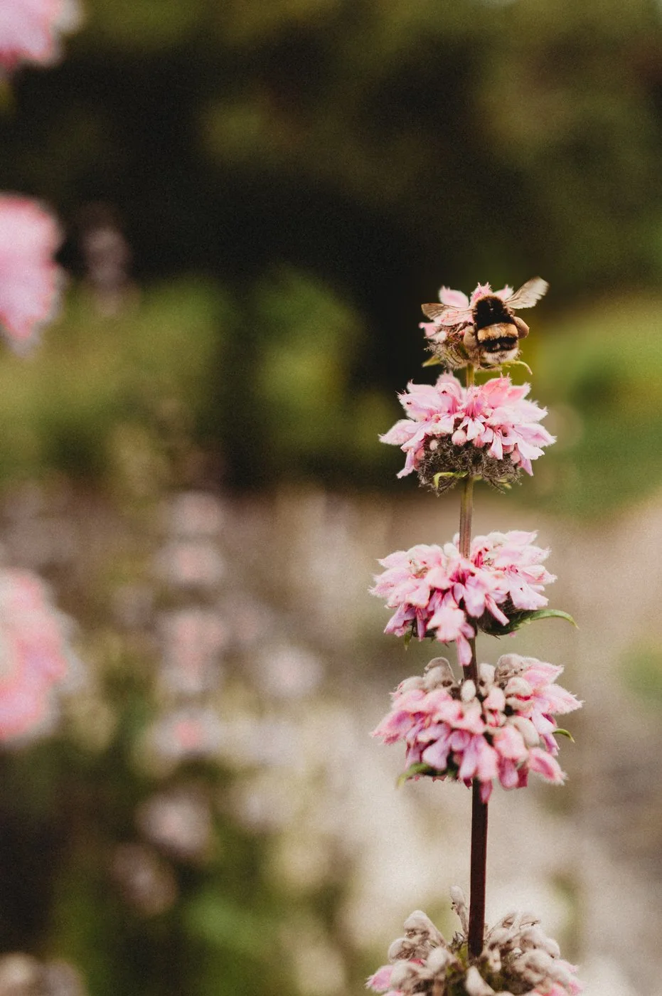 MEL JOLLY CERAMICS JUNE25 CLP30.jpg