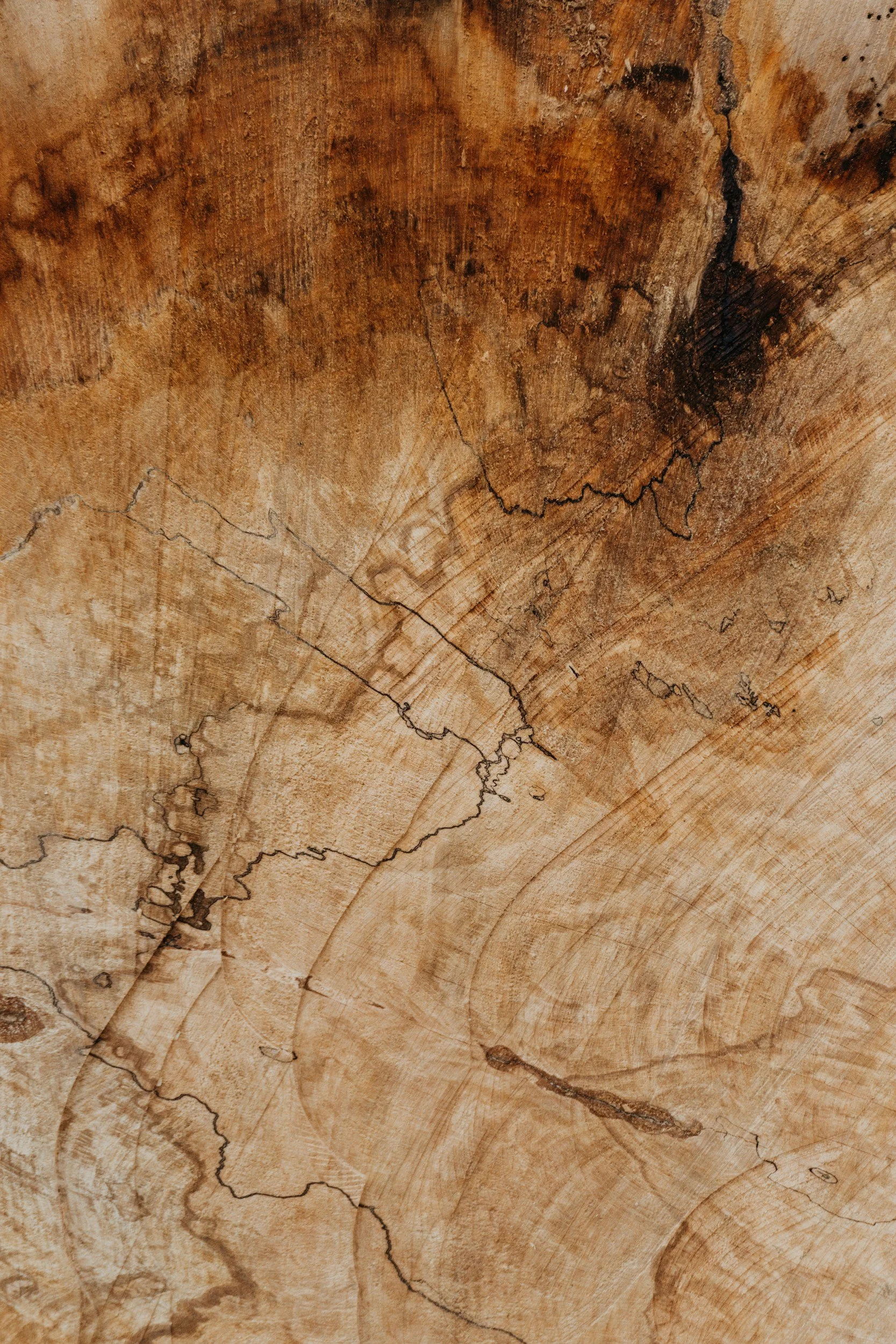 Close-up of a cross-section of a tree trunk showing growth rings and cracks.