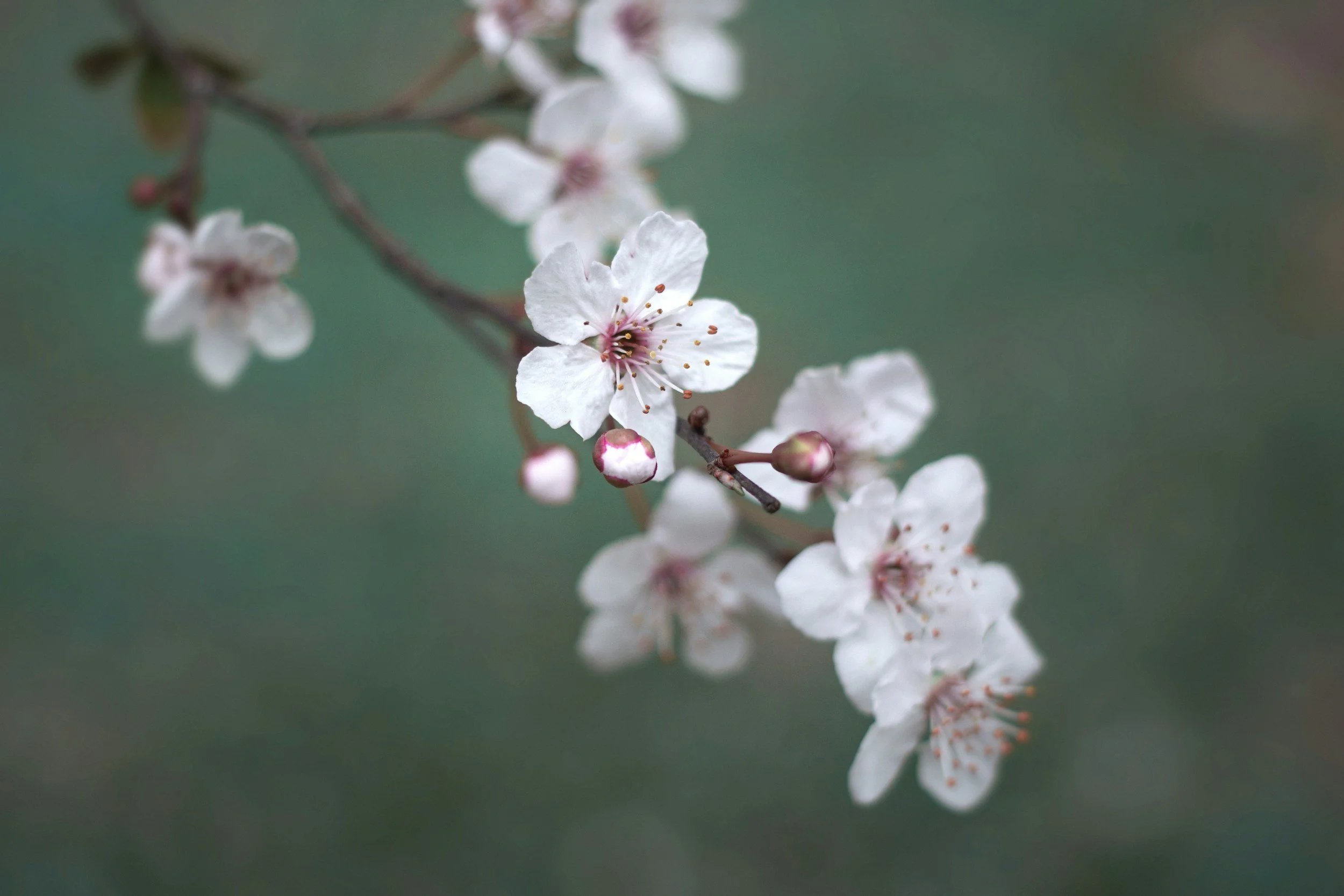 Close-up of white cherry blossoms on a branch with pink buds, against a blurred green background.