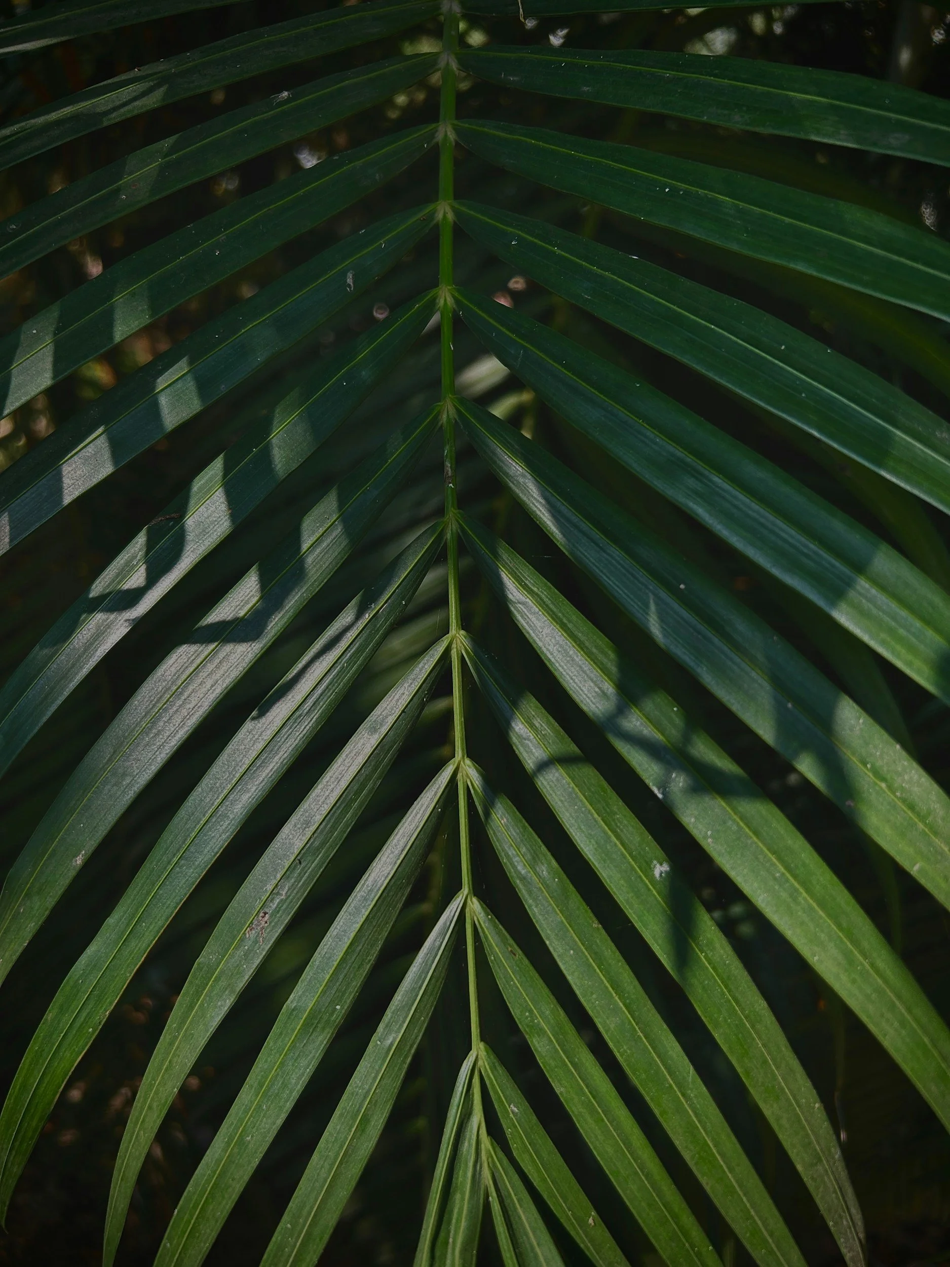Close-up of green palm fronds with long, narrow leaflets arranged in a fan-like pattern.