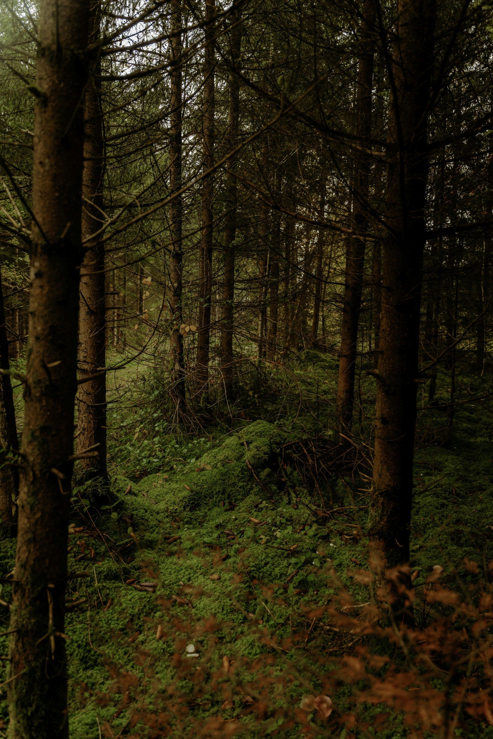 A dense forest scene with tall trees, green moss covering the forest floor, and a slightly overcast sky visible through the branches.