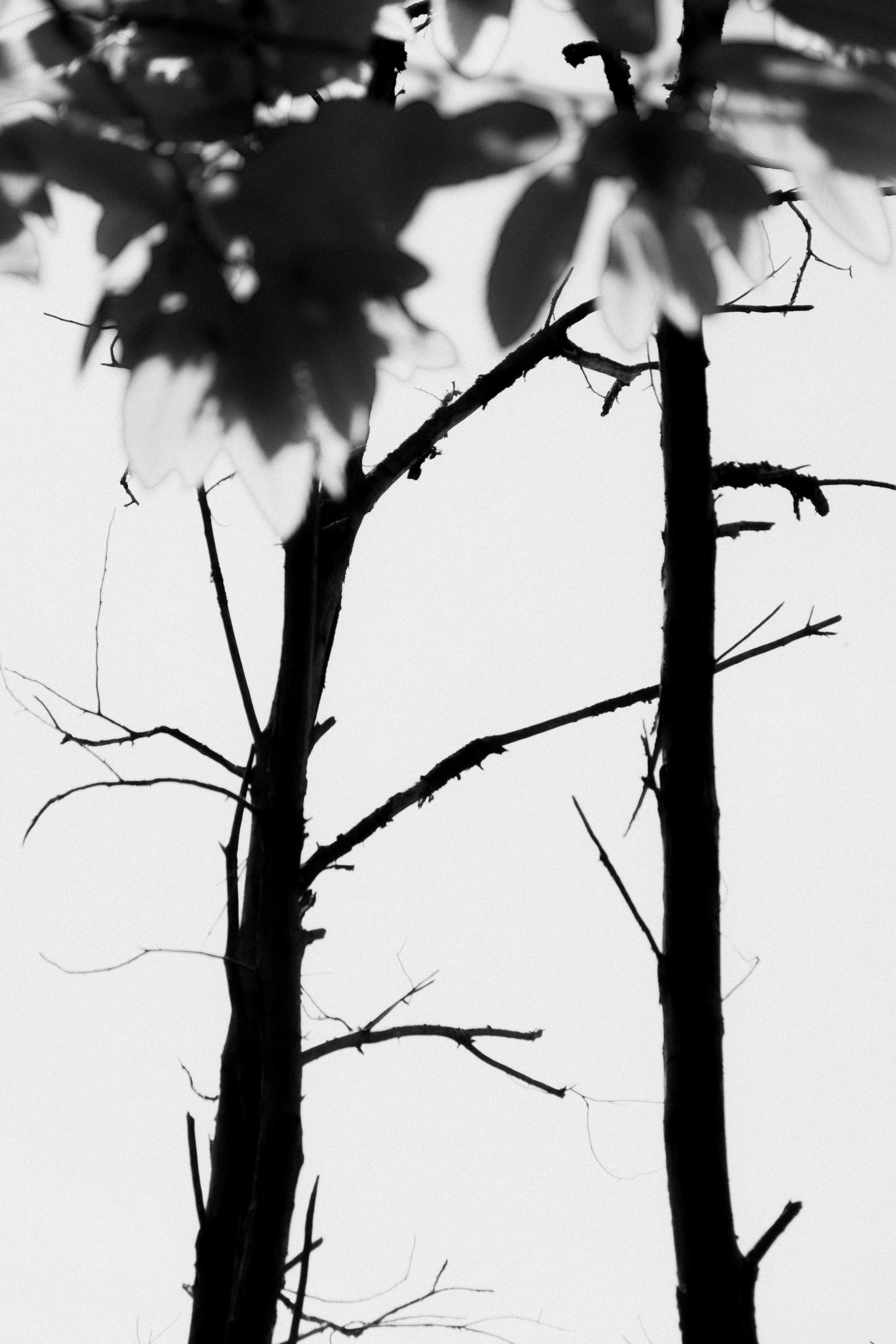DSCF0952.jpg