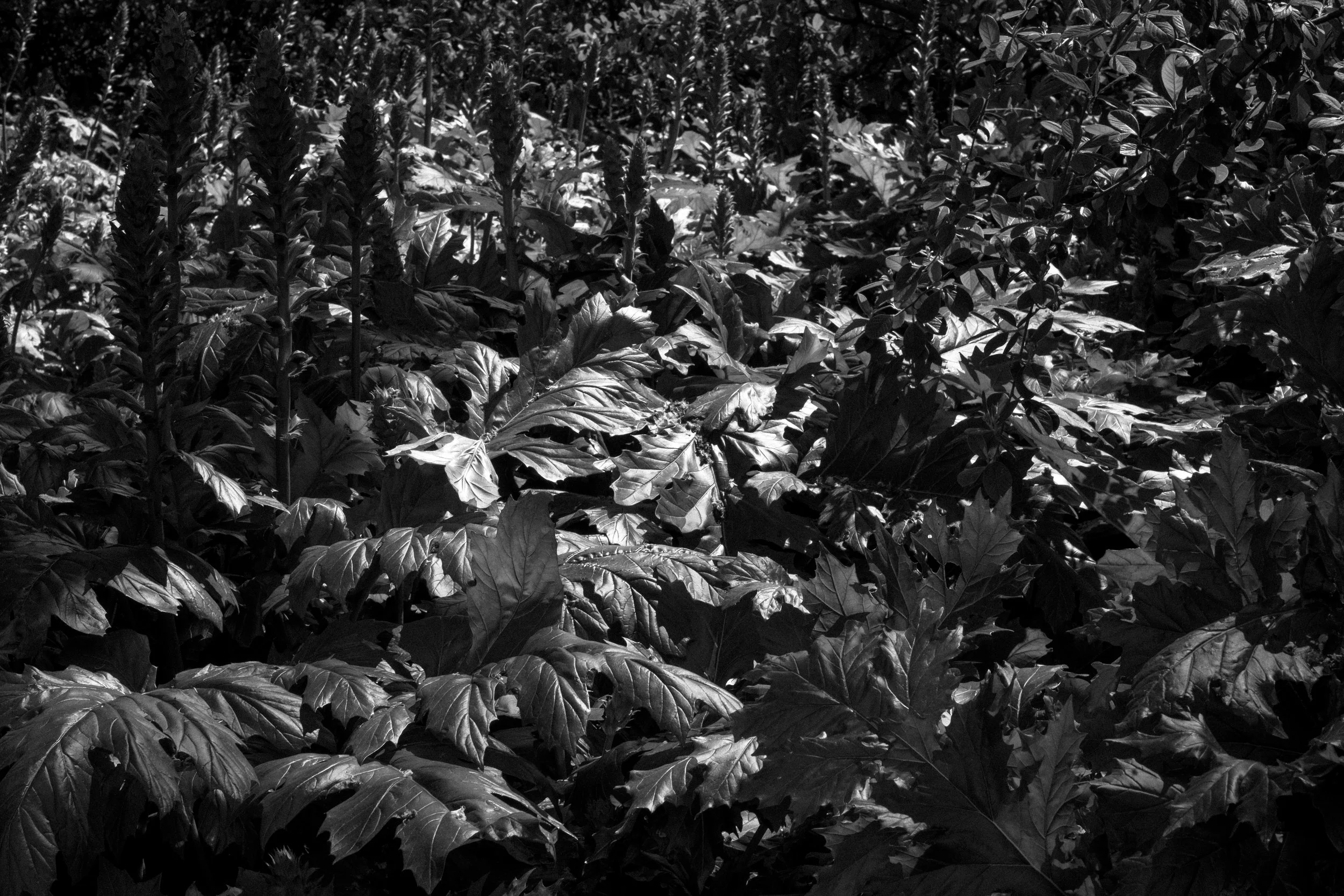 DSCF0399.jpg