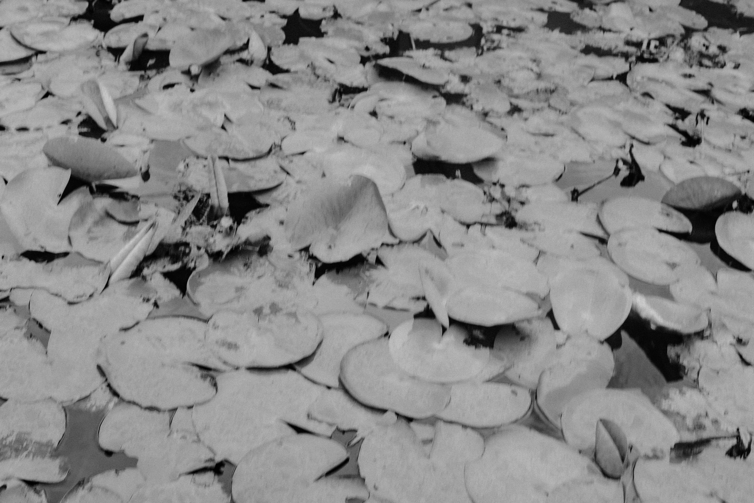 DSCF6898.jpg