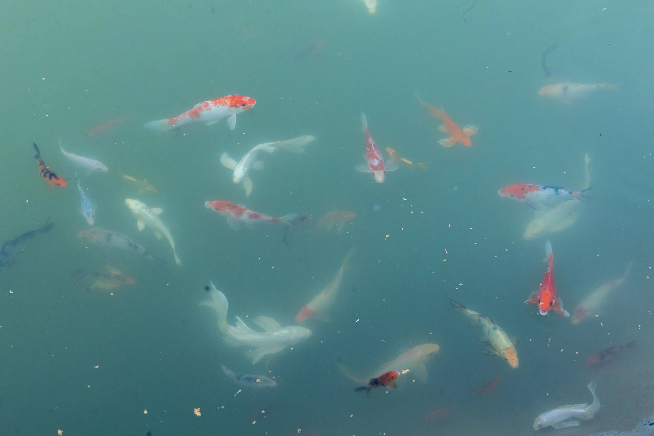 Colorful koi fish swimming in a pond with greenish water.