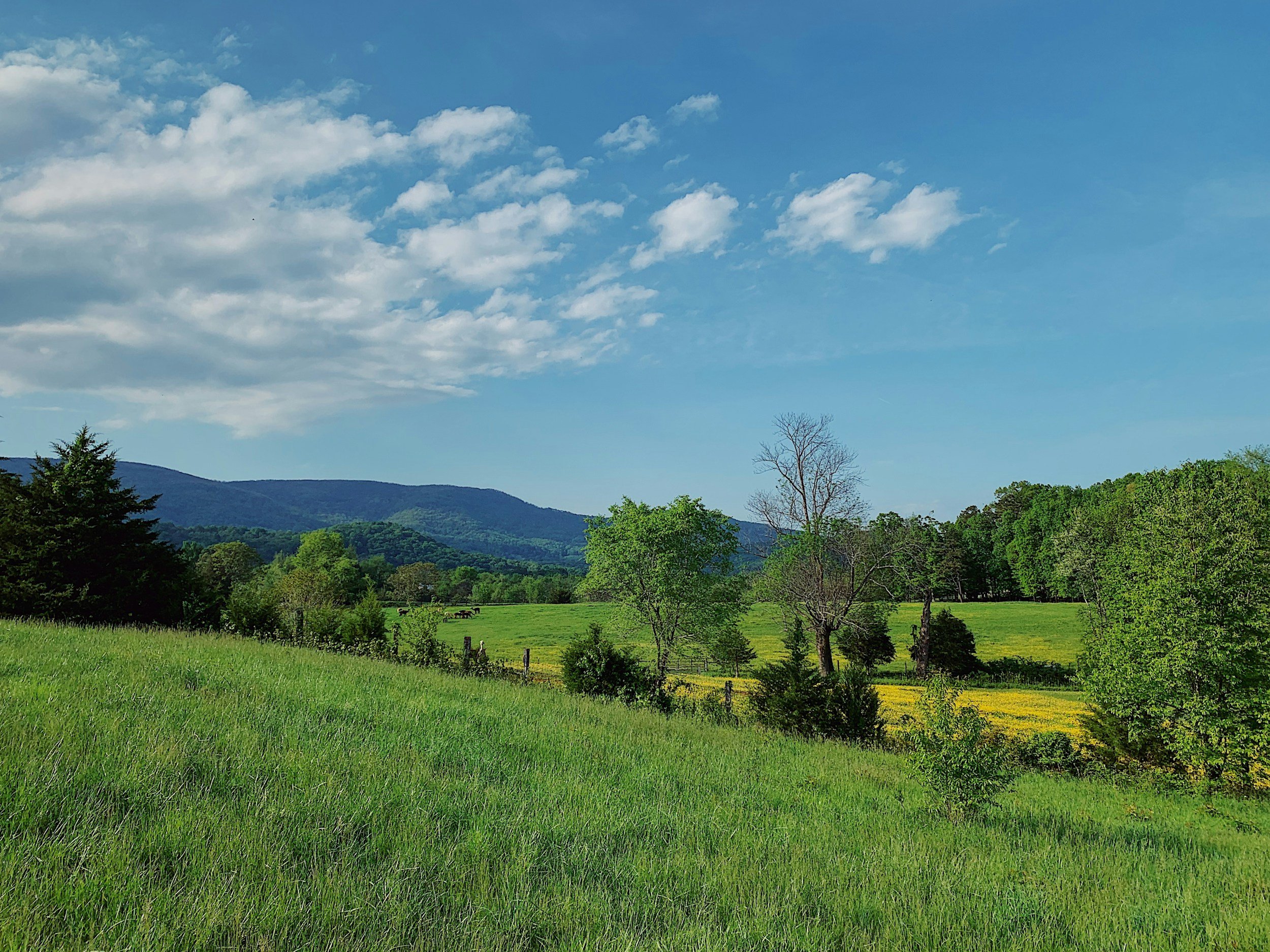 Rural Virginia landscape with pasture, tree line, and mountain backdrop — ideal for land appraisal.