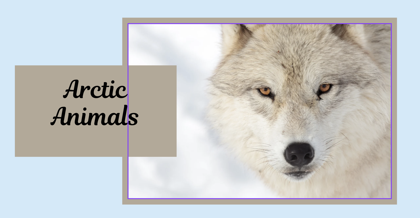 Arctic Animals Theme Based Learning Package