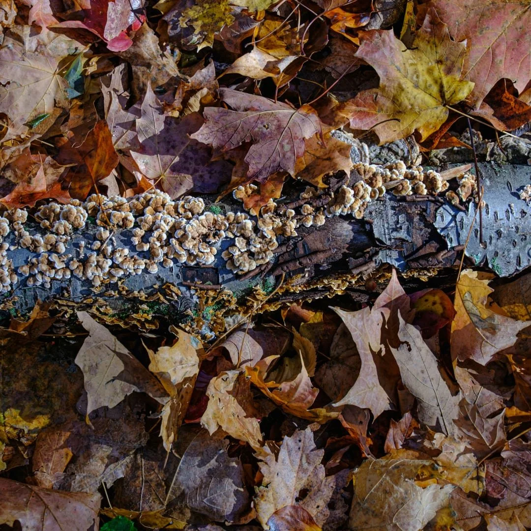 Daytime Hike - NYC & Toronto