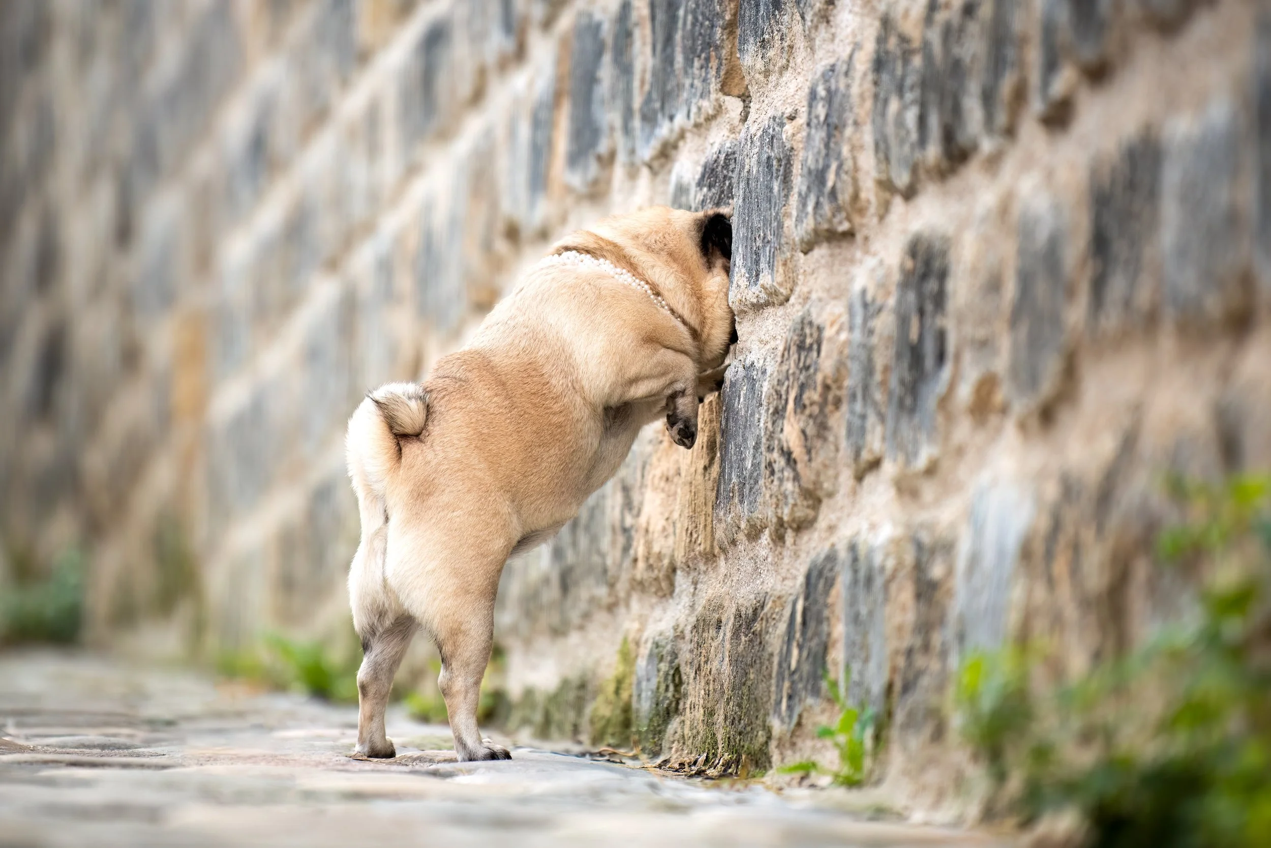 Freddie Leporello Numérique-1.jpg