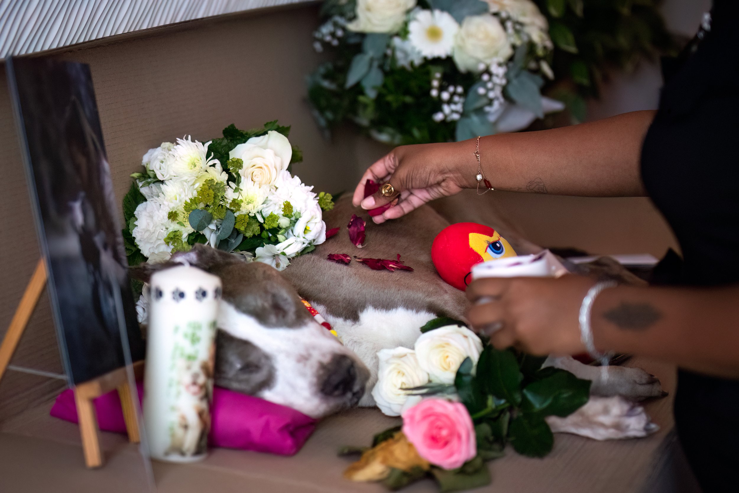 Coffre funéraire avec un chien mort, entouré de fleurs blanches et roses, et une personne déposant des objets lors d'une cérémonie.