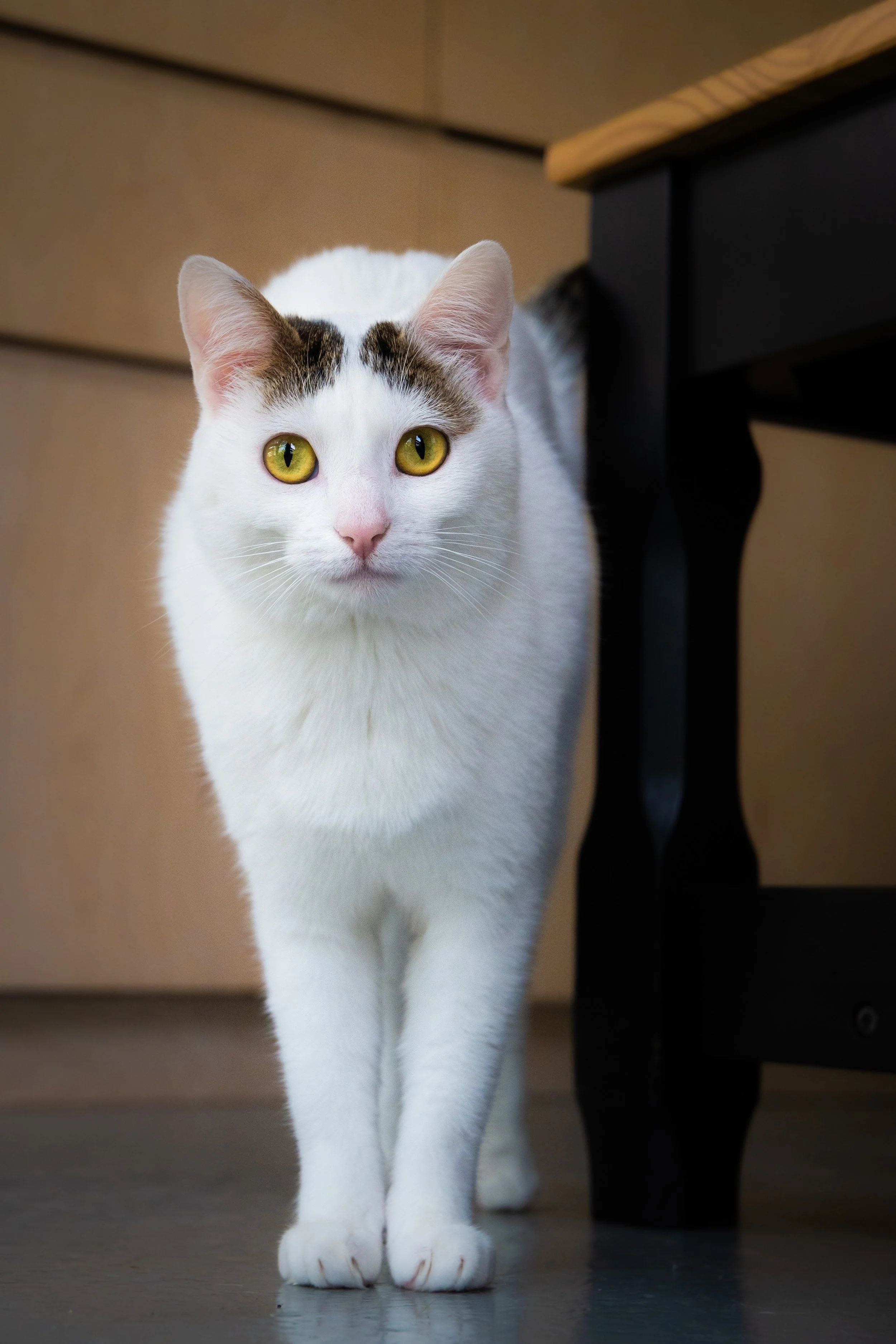 Gustave & Bianca retouchée-20.jpg