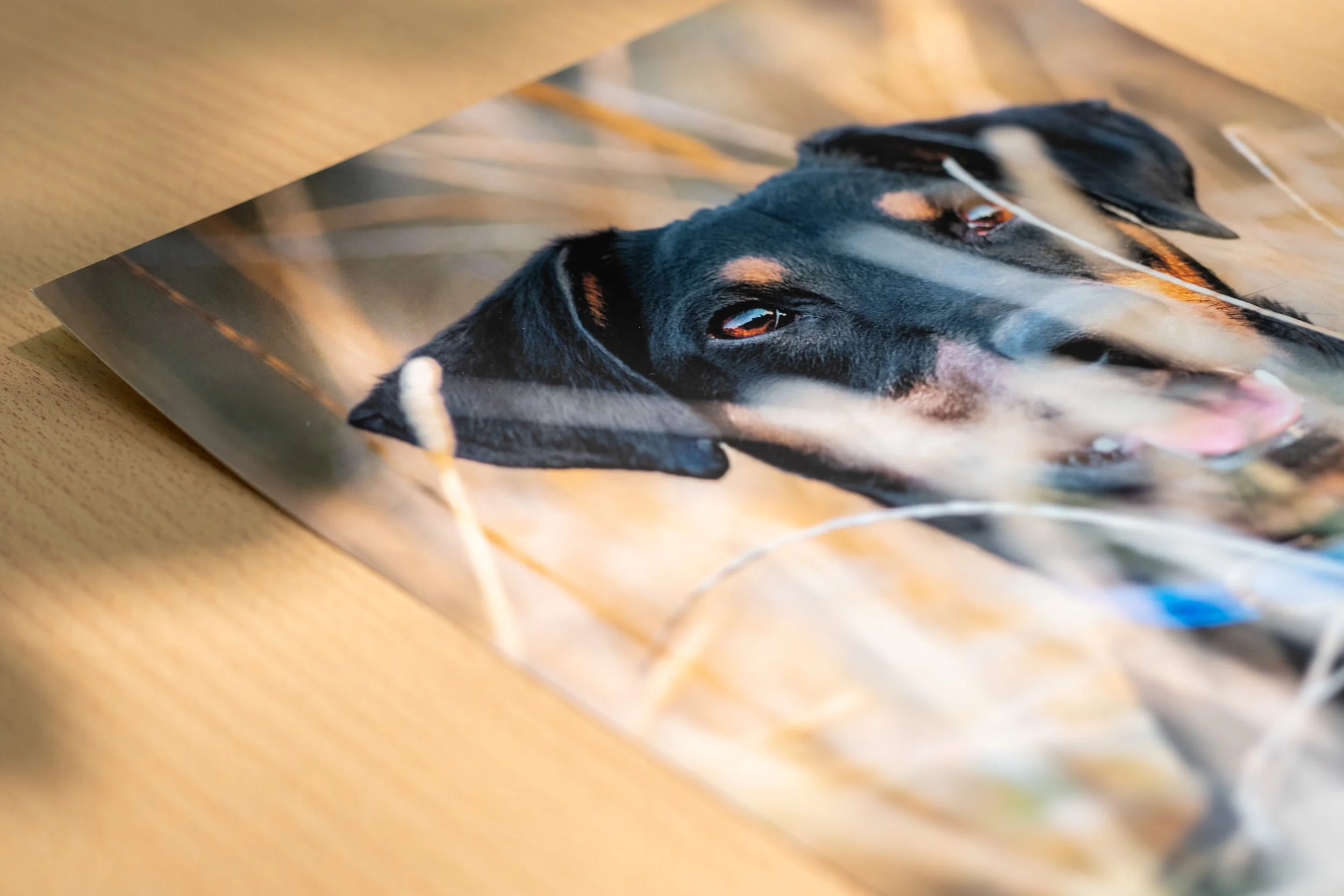 Photo d'une impression fine art d'un chien noir et feu avec des yeux marrons, allongé au milieu d'herbes hautes en fin d'été, posée sur une surface en bois.
